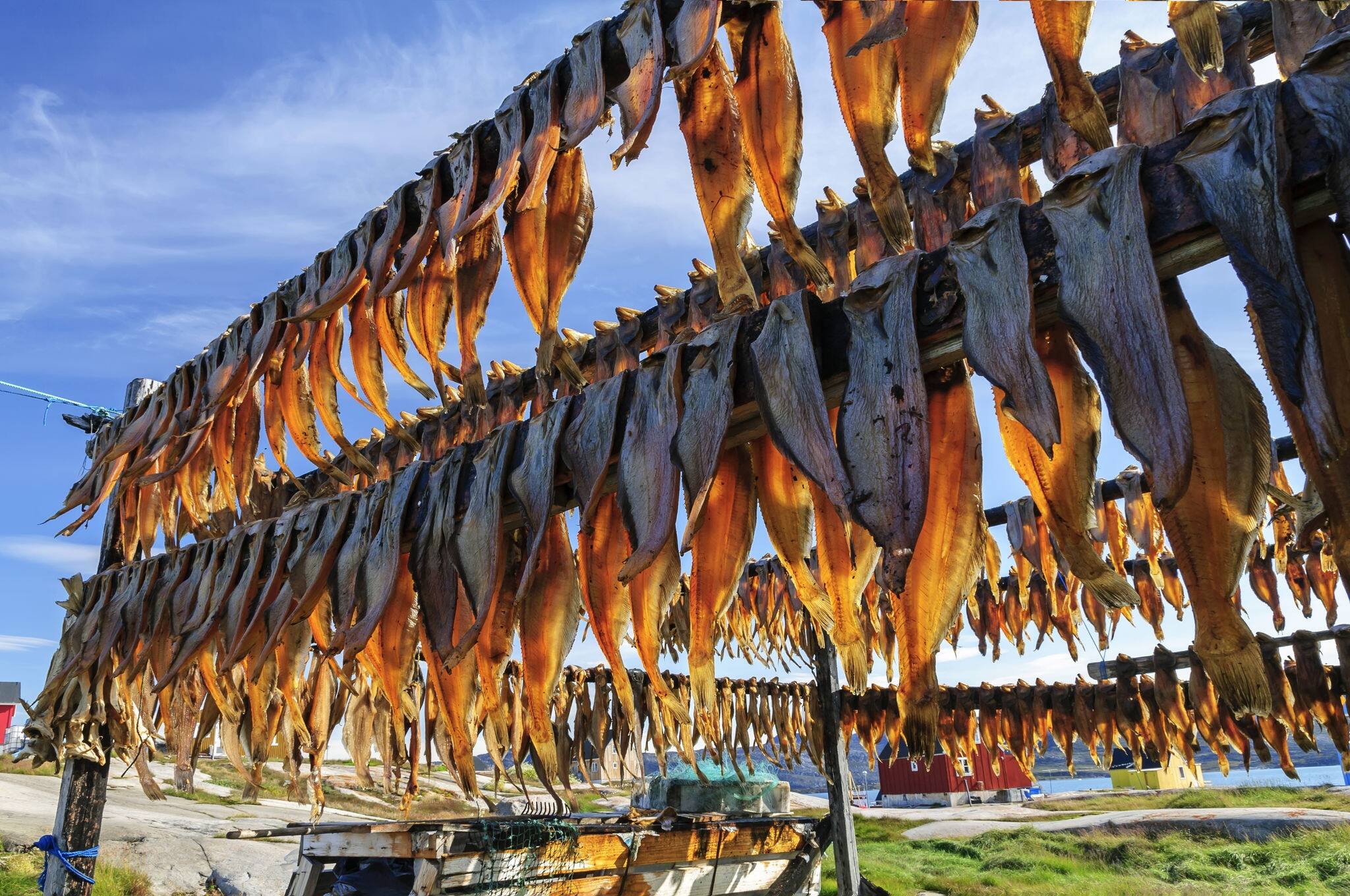 Dried fish in Rodebay settlement, Greenland - Drying is a method of food preservation that works by removing water from the food, which inhibits the growth of microorganisms.