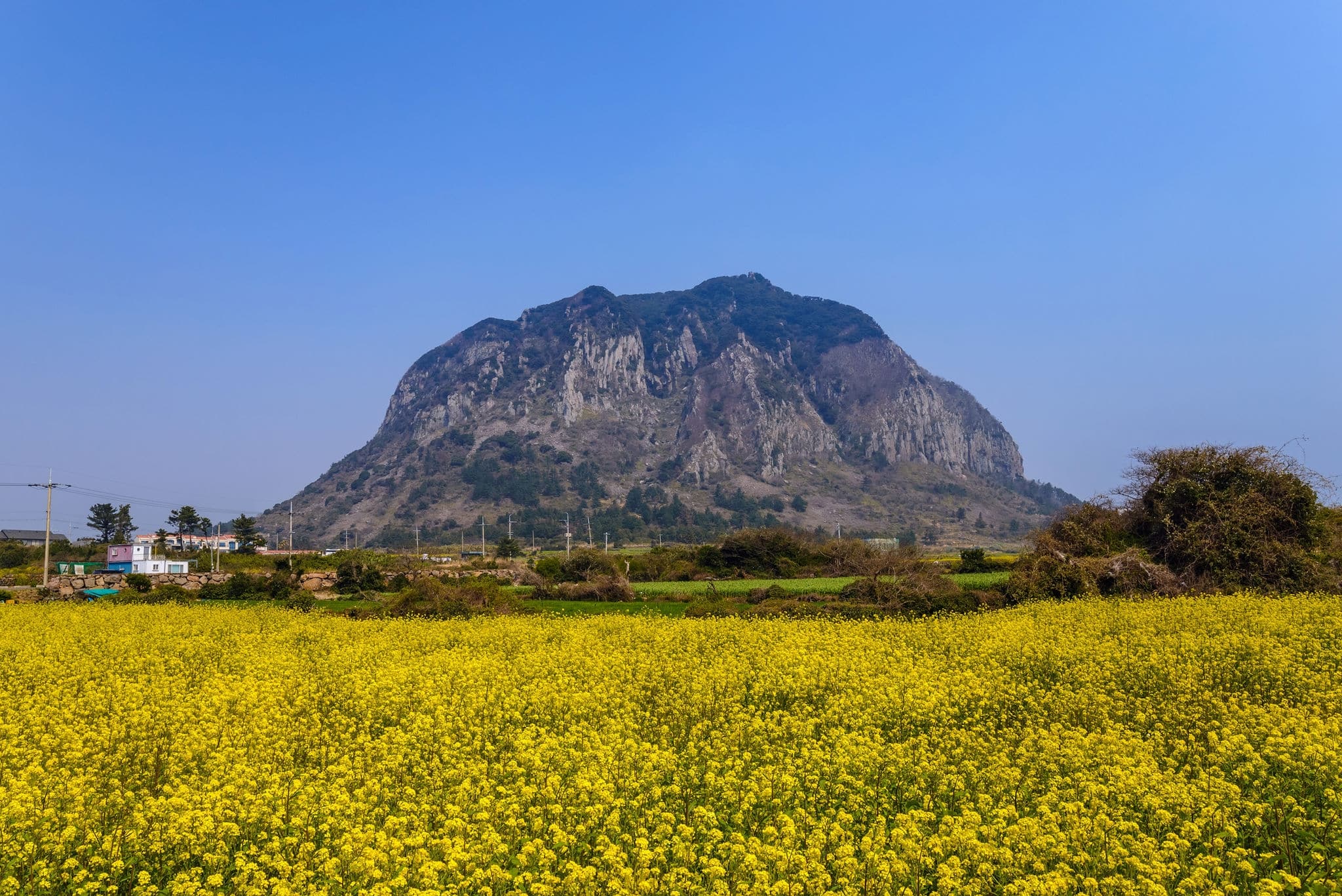 Canola field at Jeju Do Sanbangsan, Jeju Island, South Korea