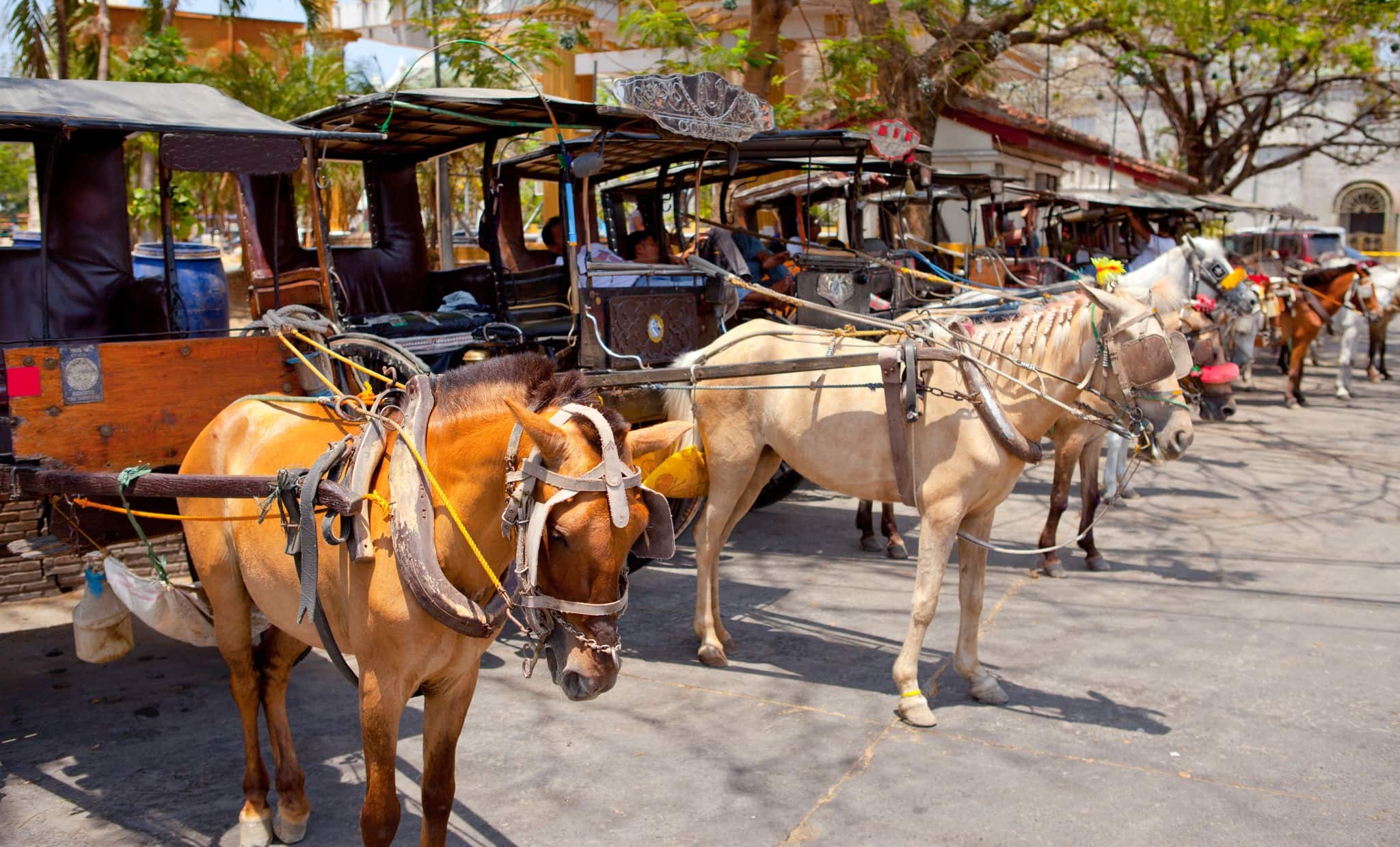 horse drawn carriage in the old spanish town in vigan, south ilocos, philippines