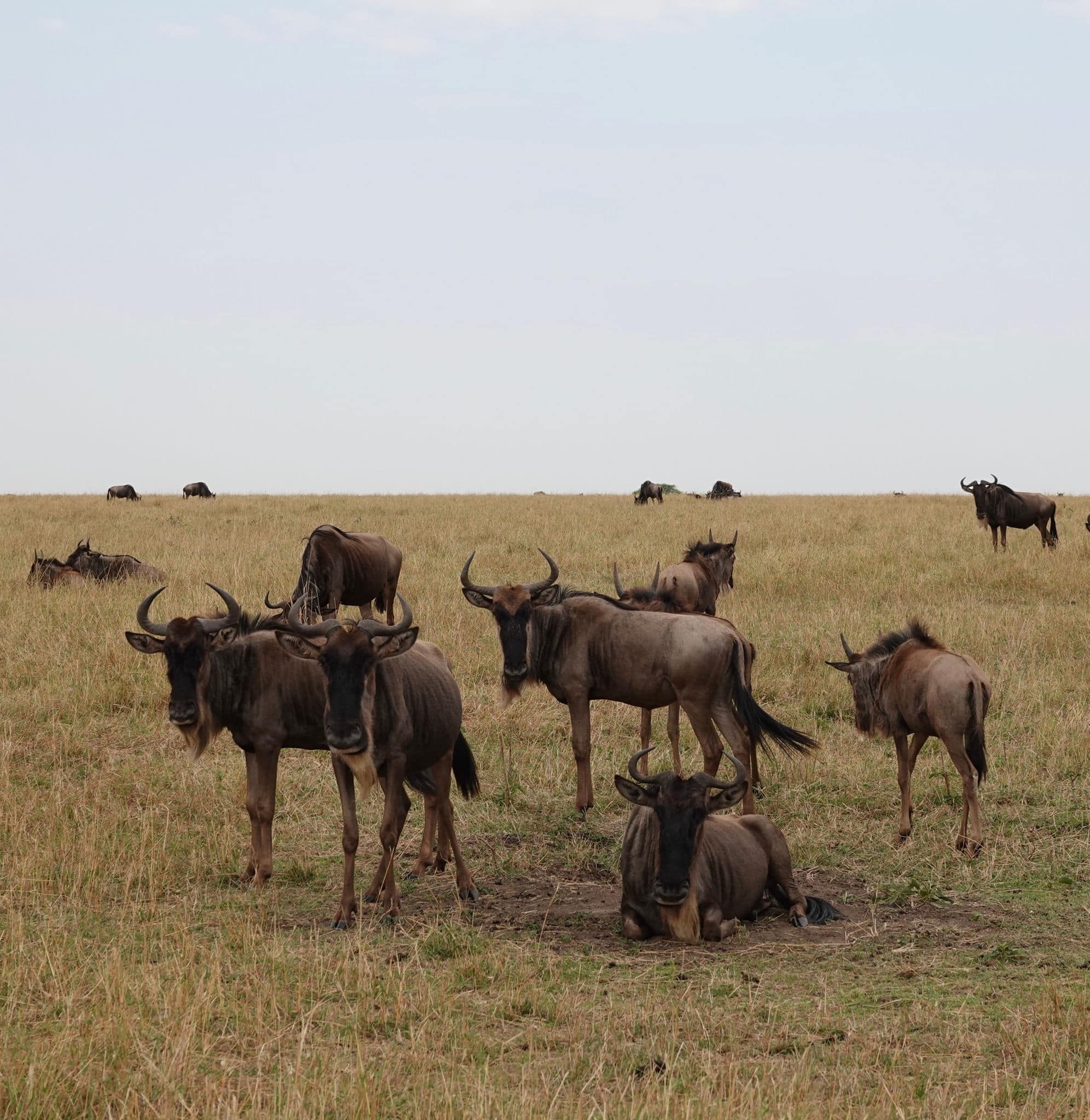 Wildebeests checking out our safari vehicle