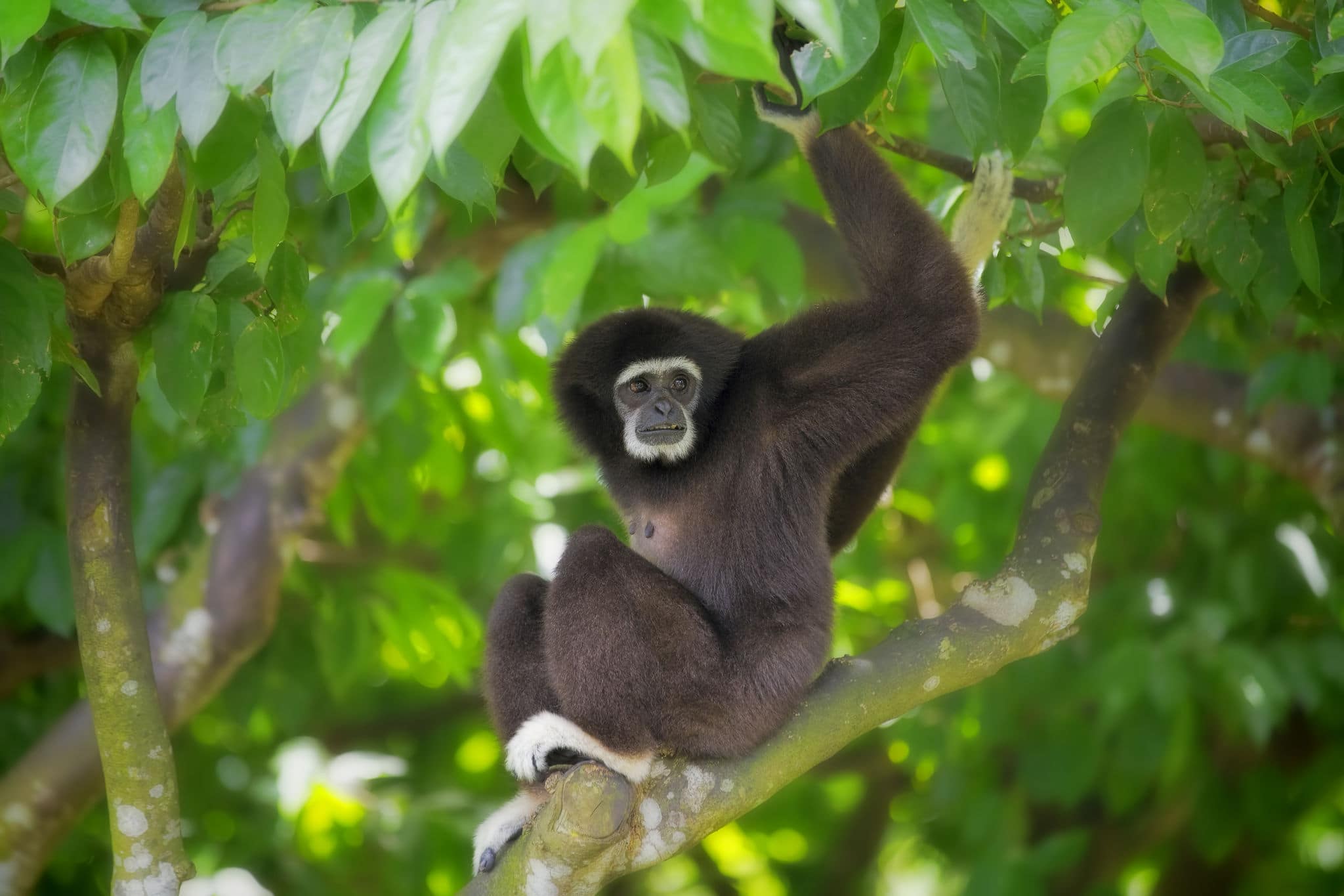 Gibbon monkey in Kota Kinabalu, Borneo, Malaysia