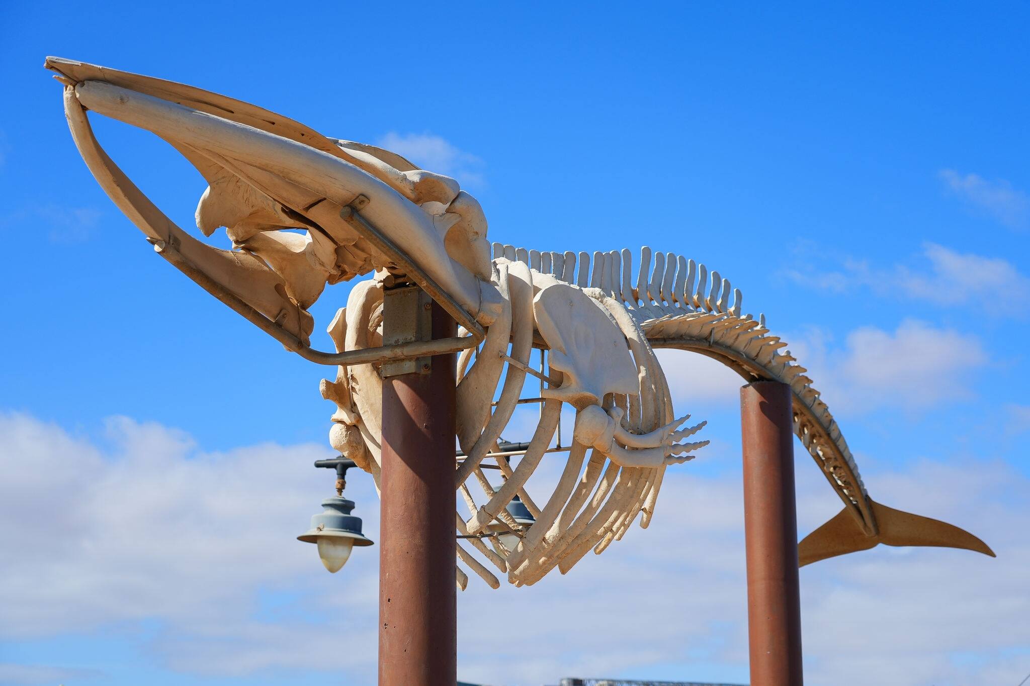 Fin whale skeleton displayed on a jetty by the Atlantic Ocean in Puerto del Rosario, the capital of Fuerteventura island, near Playa Chica ("Chica Beach") in the Canary Islands, Spain