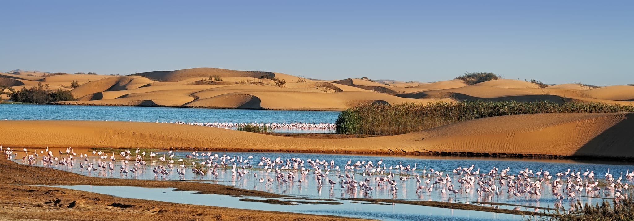 NCL-Walvis-Bay-Namibia-Cruise-Flamingos-Dunes.jpg
