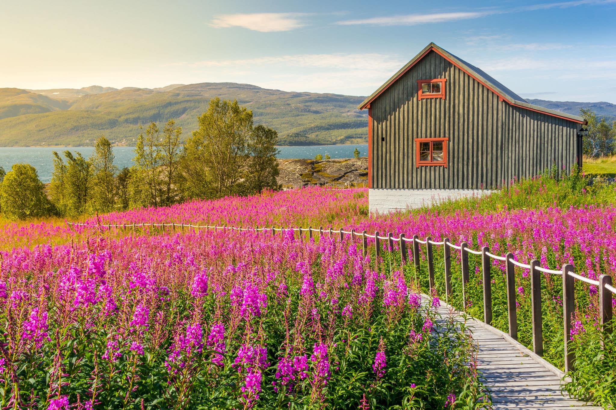 Nordic summer landscape