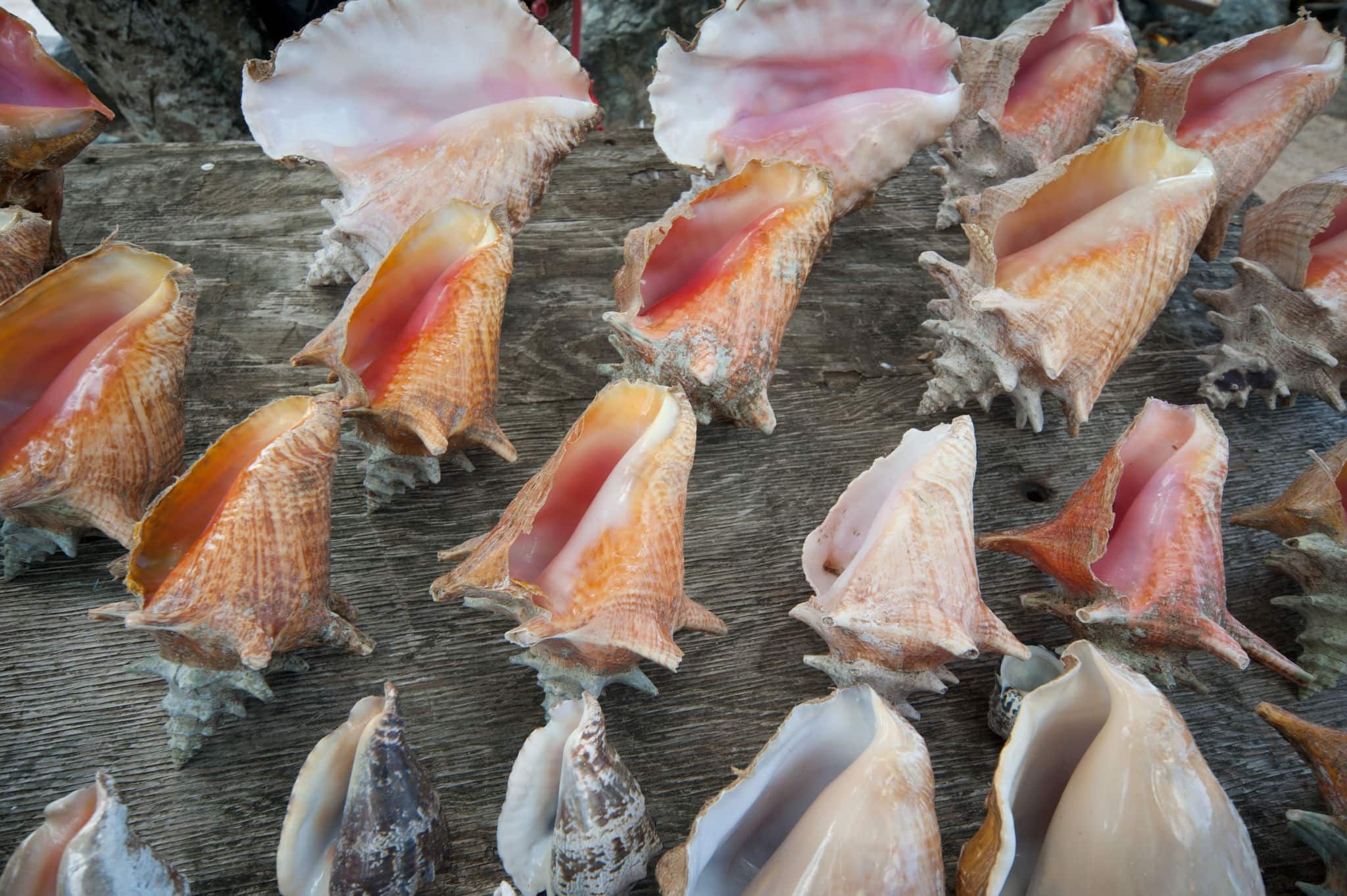 Conch shells