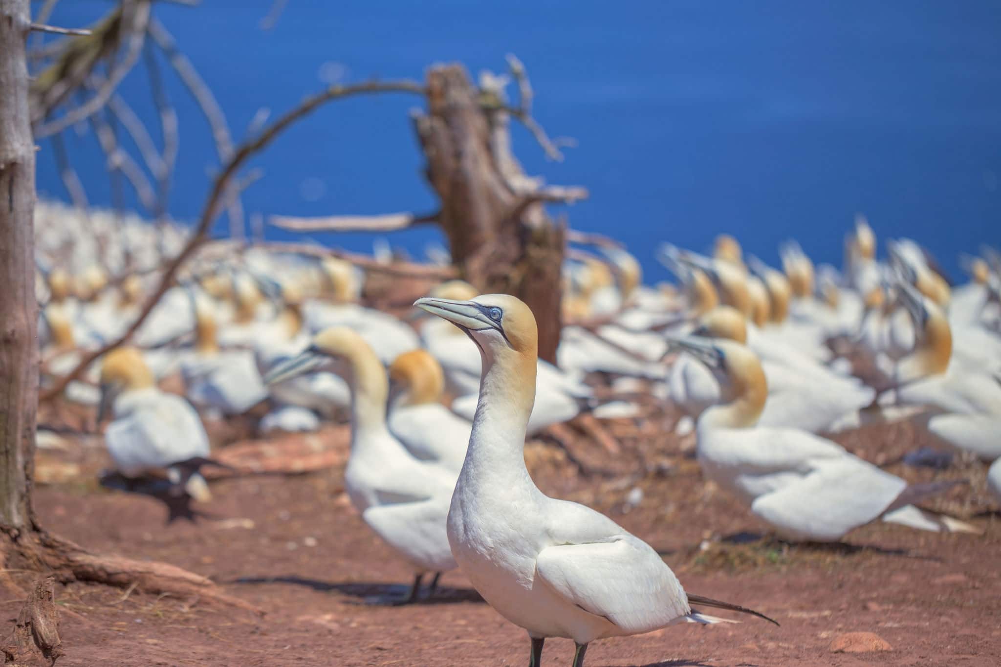 Gannet colony in New Zealand.