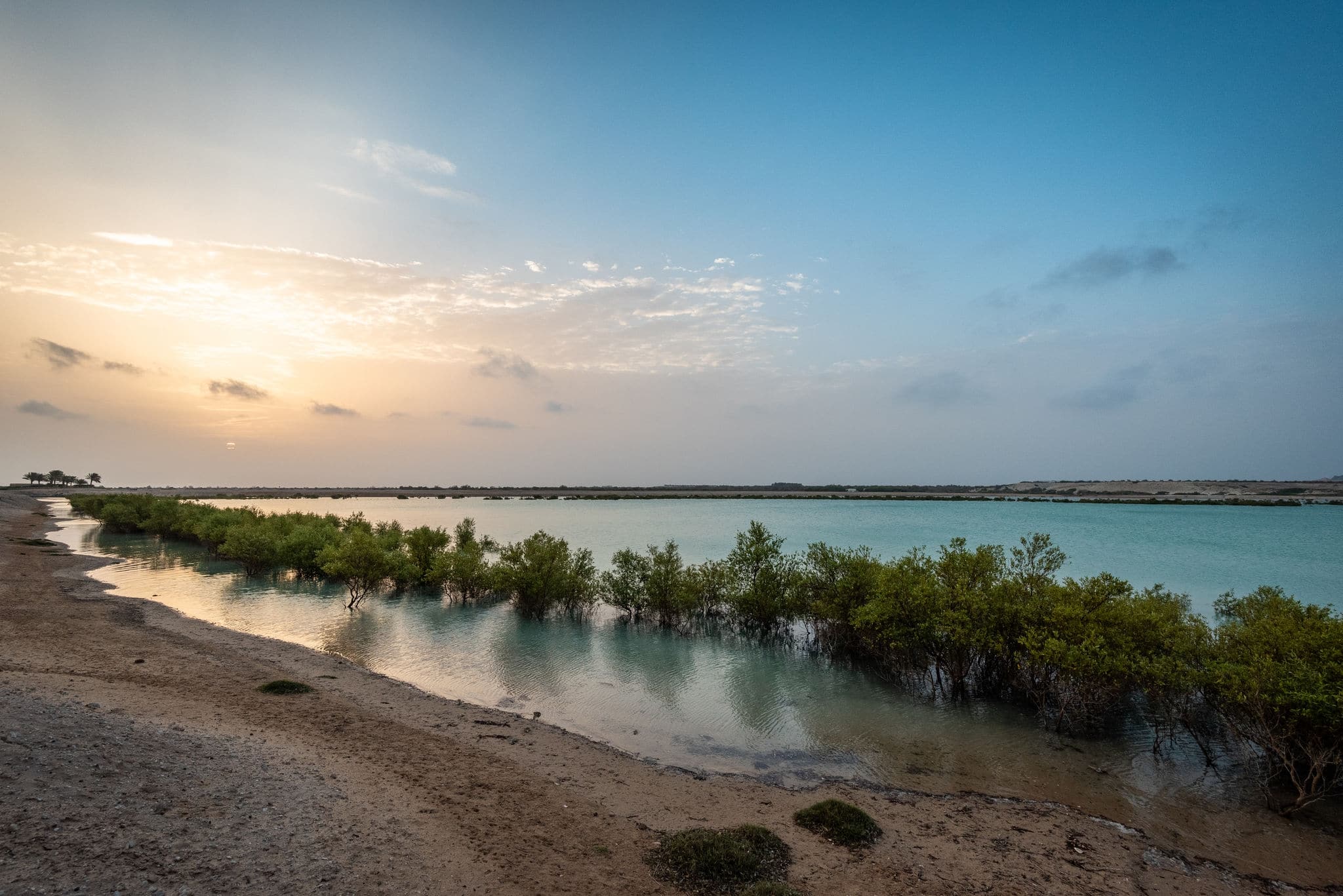 Sun rises over iconic Sir Bani Yas mangroves