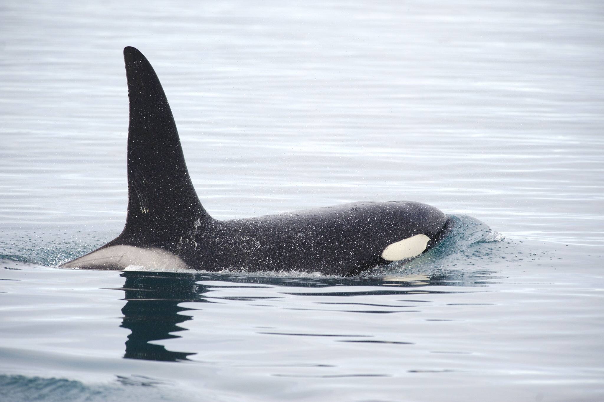 Orca, Grundarfjordur, Iceland