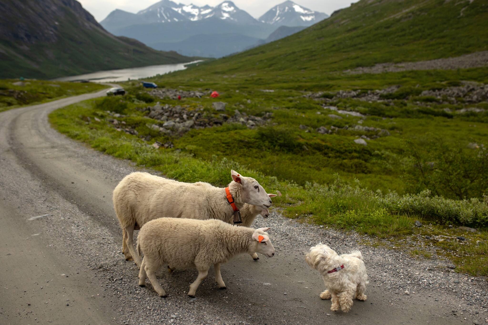Sheeps in the valley of Litlefjellet on sunset, amazing view from the hiking trail Romsdalen summertime