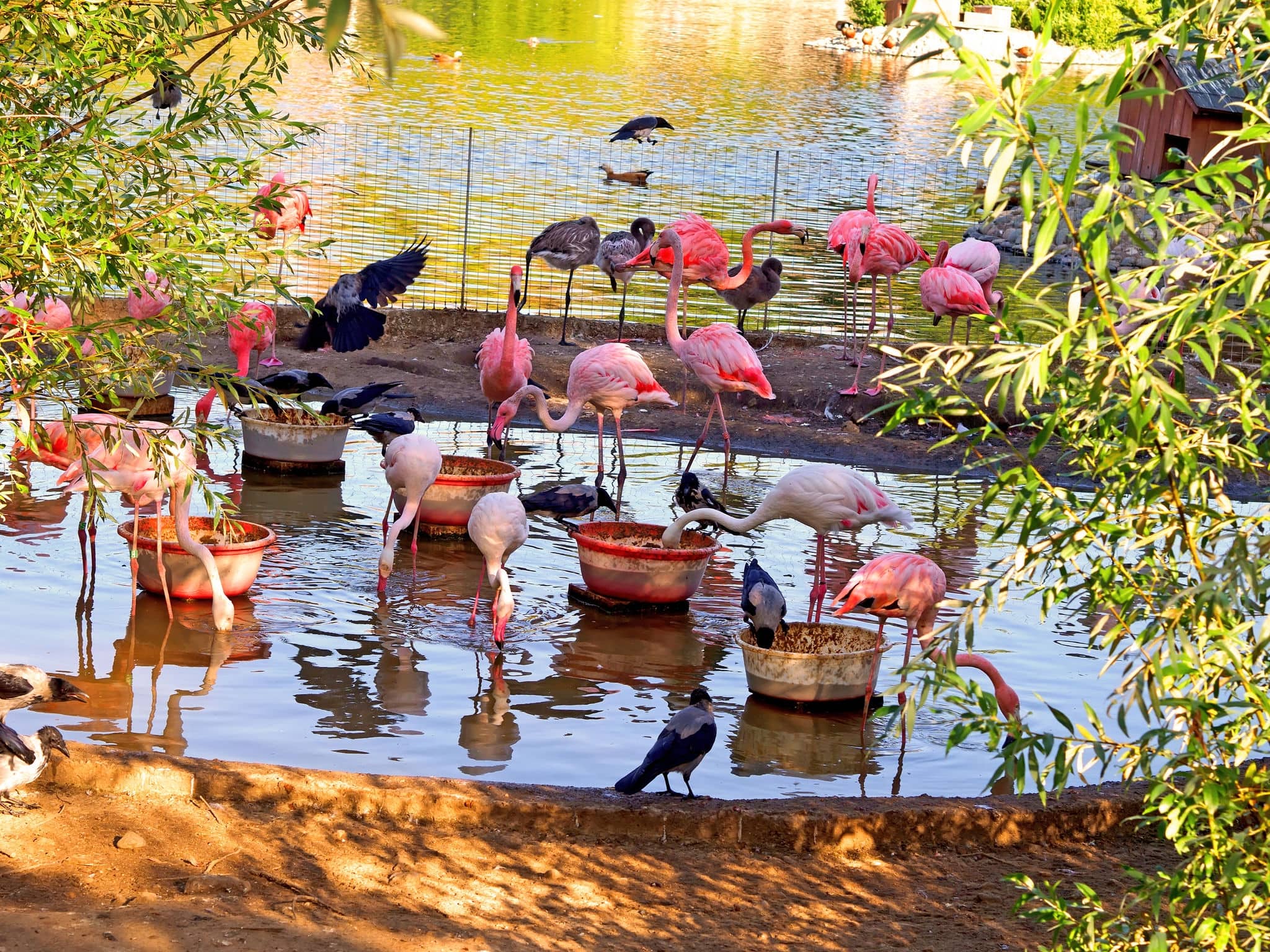 Flamingo bird in a zoo
