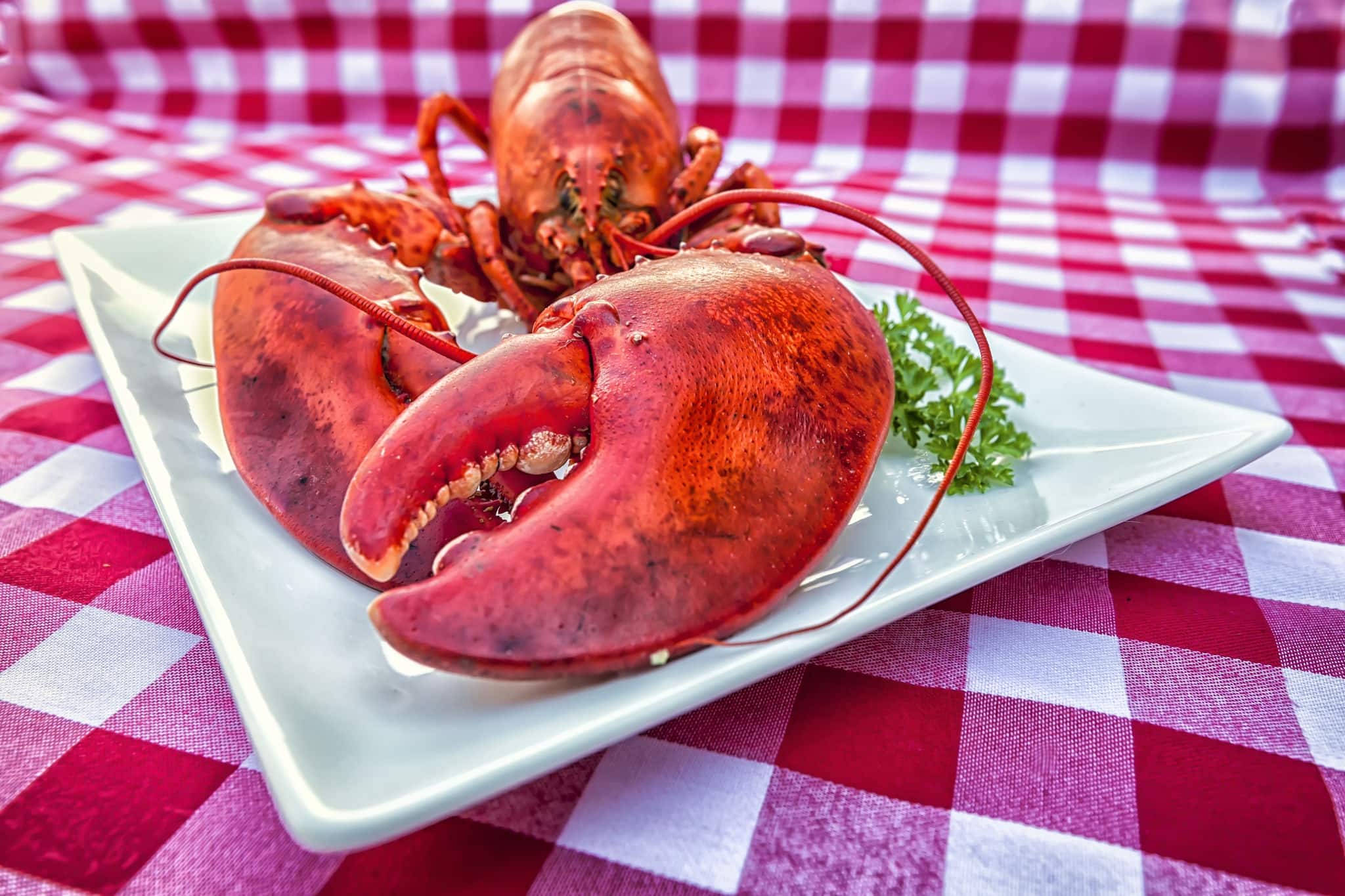 Cooked lobster on a platter on a gingham tablecloth. Texture with filters are added for a grungy look.