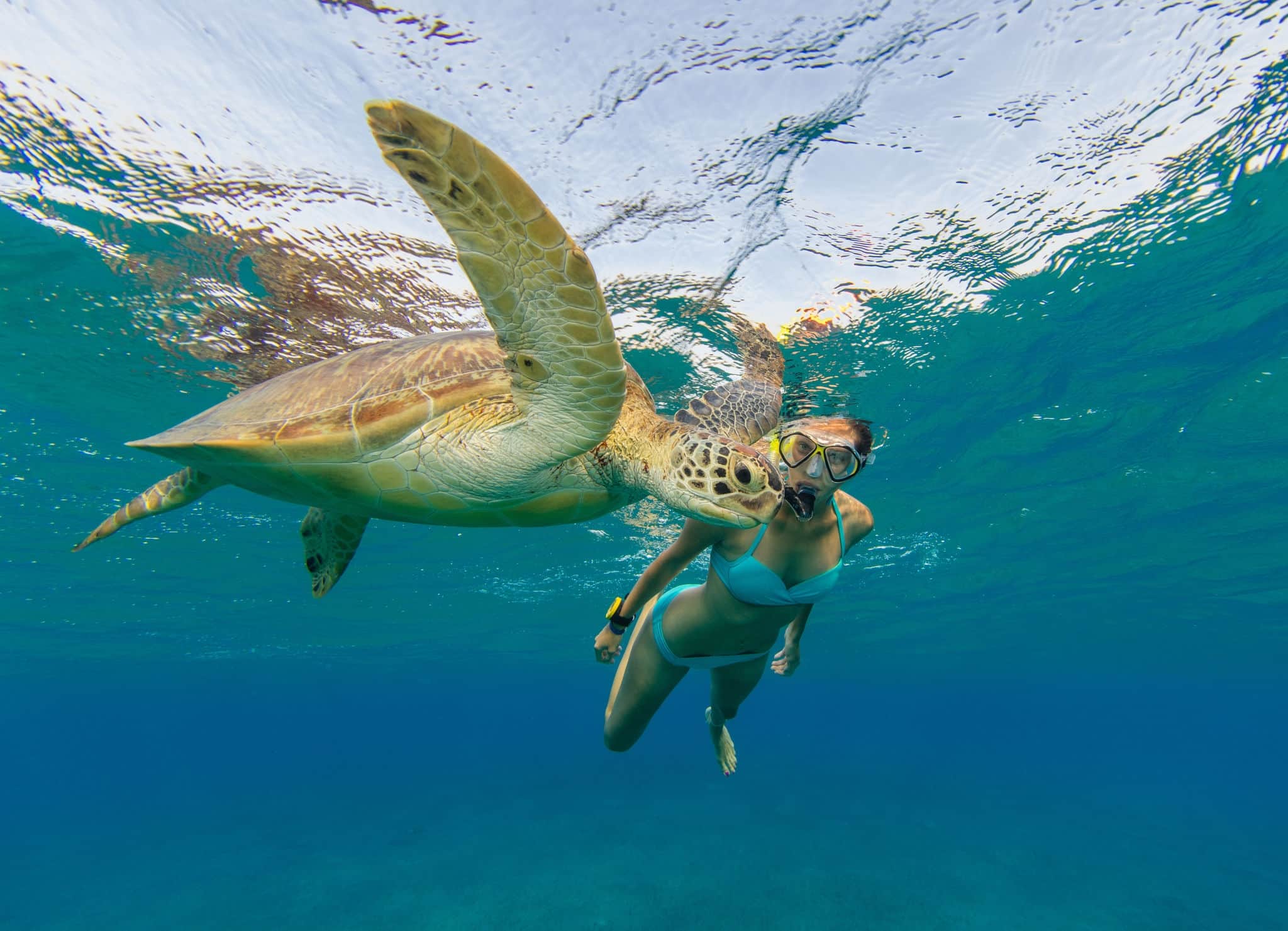 Snorkeling woman with hawksbill turtle, underwater photography. Travel lifestyle, water sport outdoor activities, swimming and snorkeling on summer beach holidays.