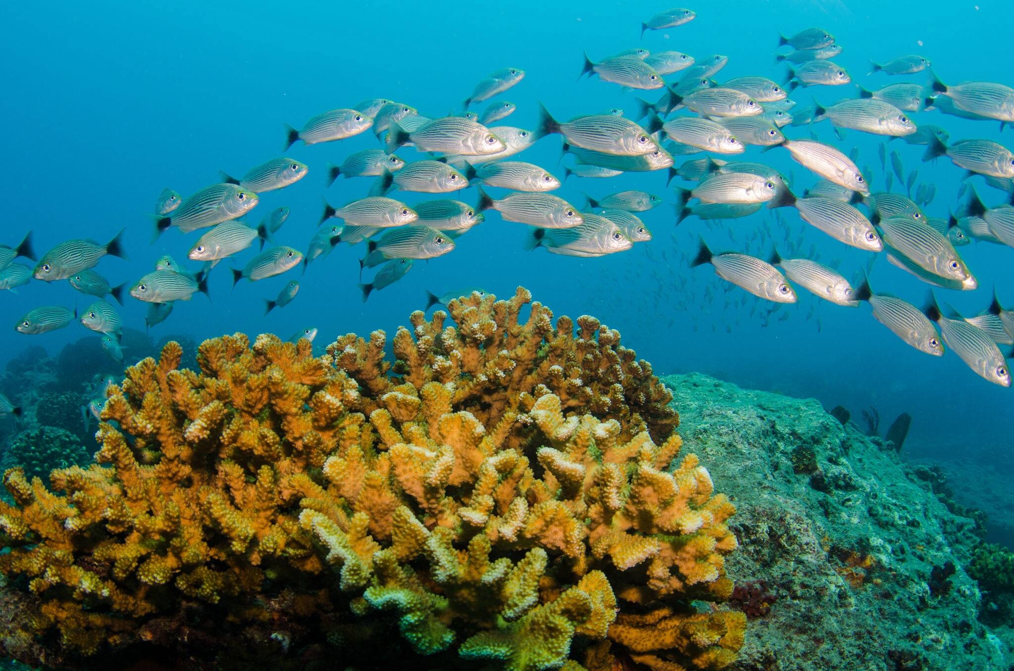 School of silver fish , coral reefs of Sea of Cortez, Pacific ocean. Cabo Pulmo National Park, Baja California Sur, Mexico. Cousteau named it The world's aquarium.