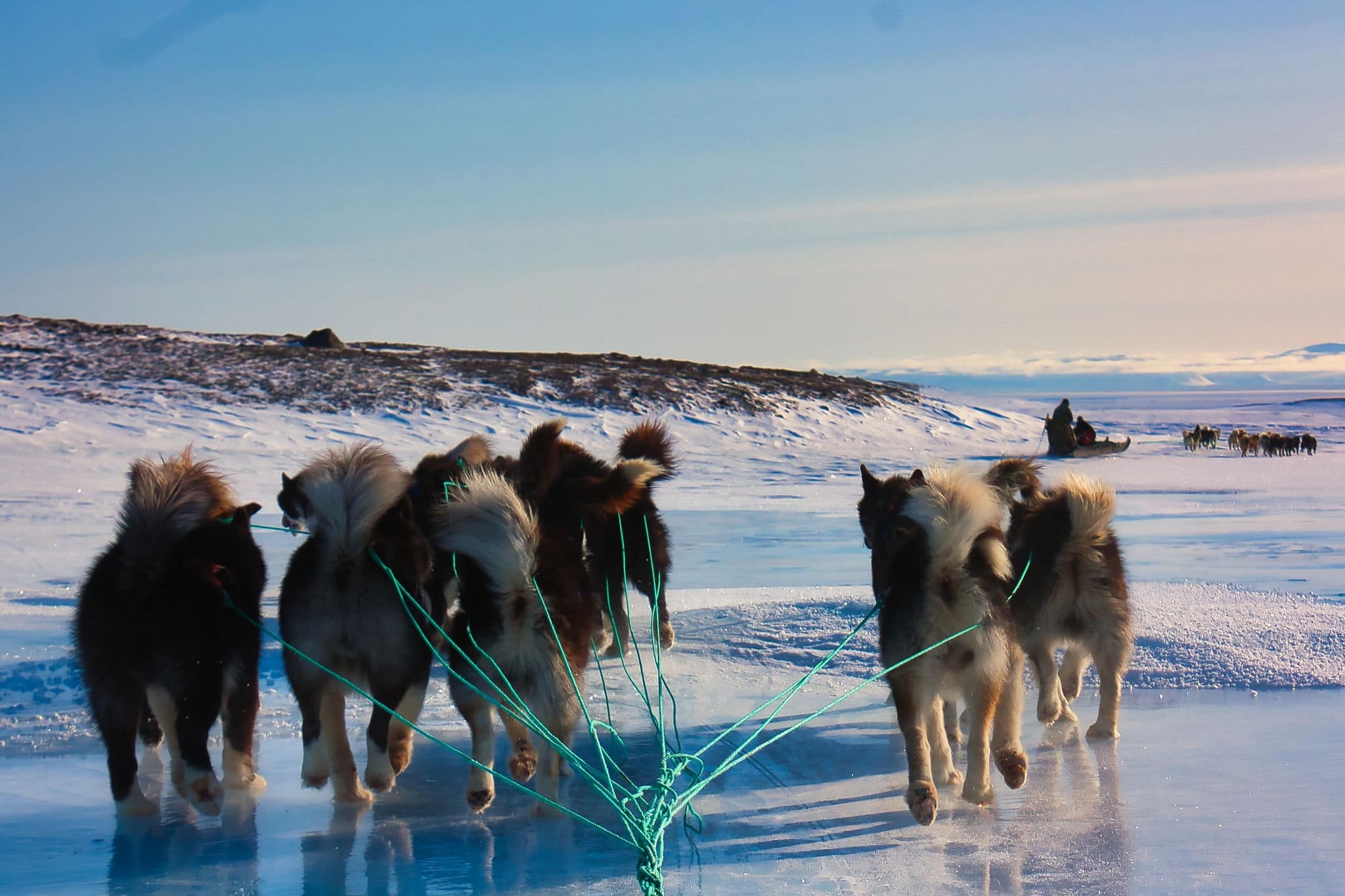 A scenic shot of sled dogs on the snow in Greenland, Ittoqqortoormiit