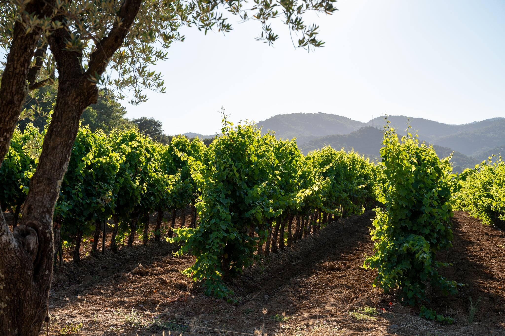 Wine making in  department Var in  Provence-Alpes-Cote d'Azur region of Southeastern France, vineyards in July with young green grapes near town Saint-Tropez, cotes de Provence wine.