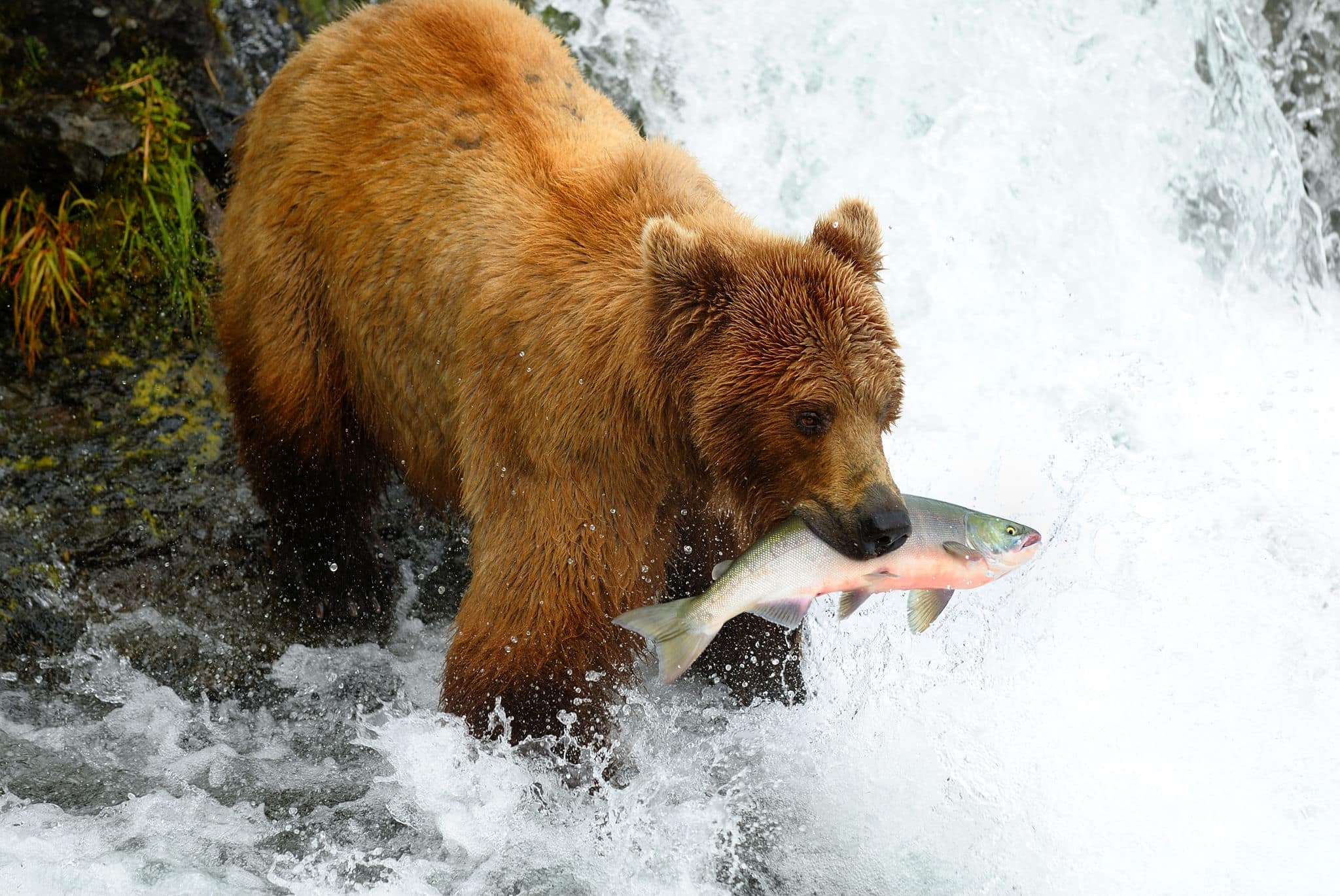Alaska brown bear is catching a salmon at the waterfall.