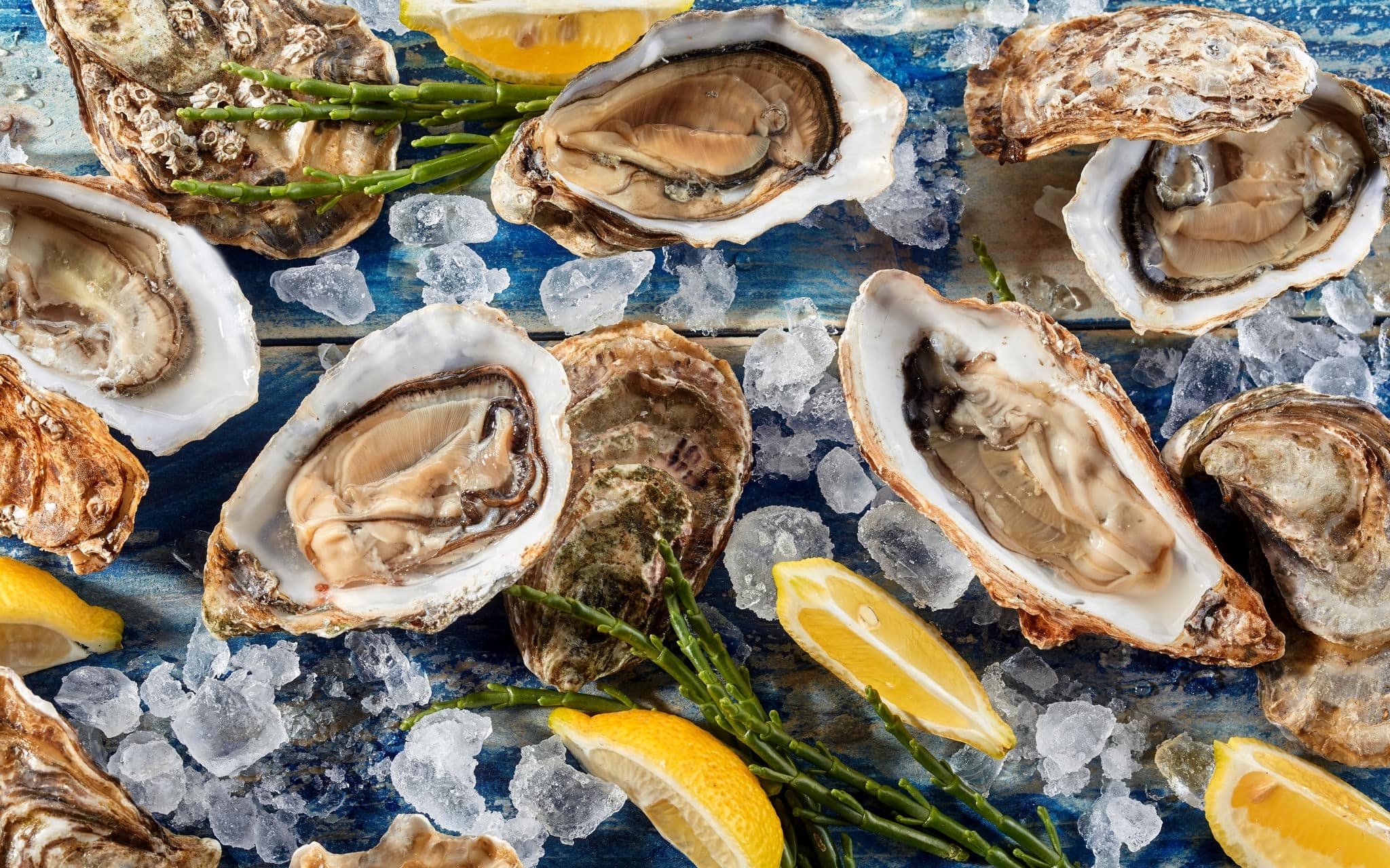 Succulent fresh opened marine oysters on ice to preserve freshness served with seaweed shoots and wedges of lemon in a close up overhead view on a blue background