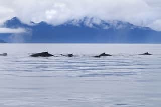 Humpback whale pod feeding in the Icy Strait near Point Adolphus