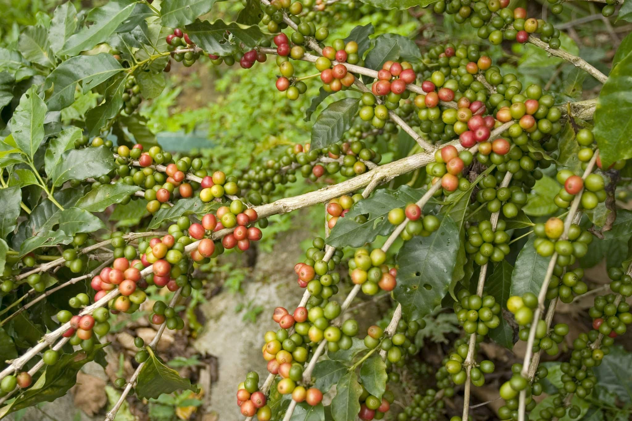 Coffee beans in the plant Chiapas Mexico