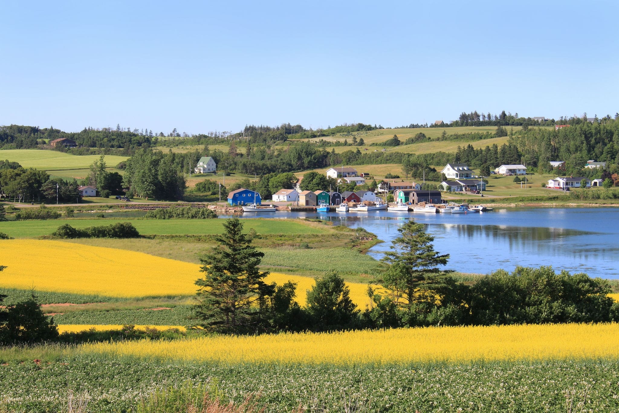Summer landscape with rapeseed fields and fishing pier with boats  in central Prince Edward Island, Canada