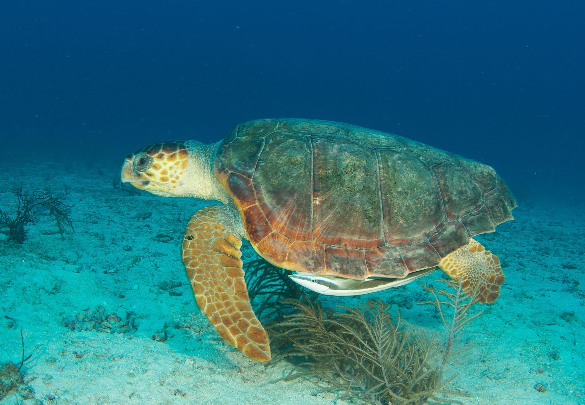 Loggerhead Sea Turtle-Caretta caretta, swimming above a sandy bottom at a depth of sixty feet off Deerfield Beach Florida.