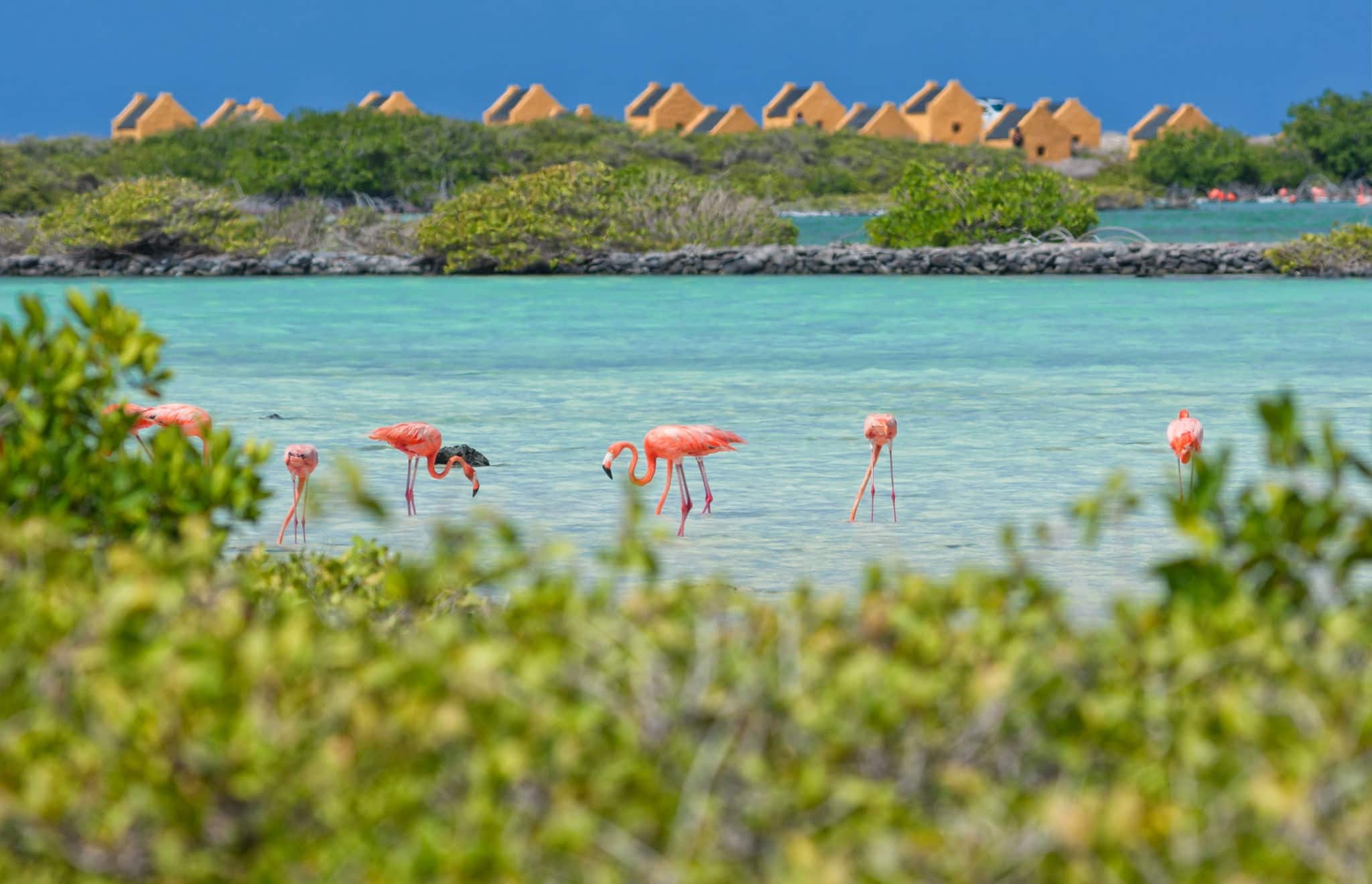 Kralendijk-Bonaire, few flamingo finding food in the salty waters of a large pound in the southern part of Bonaire