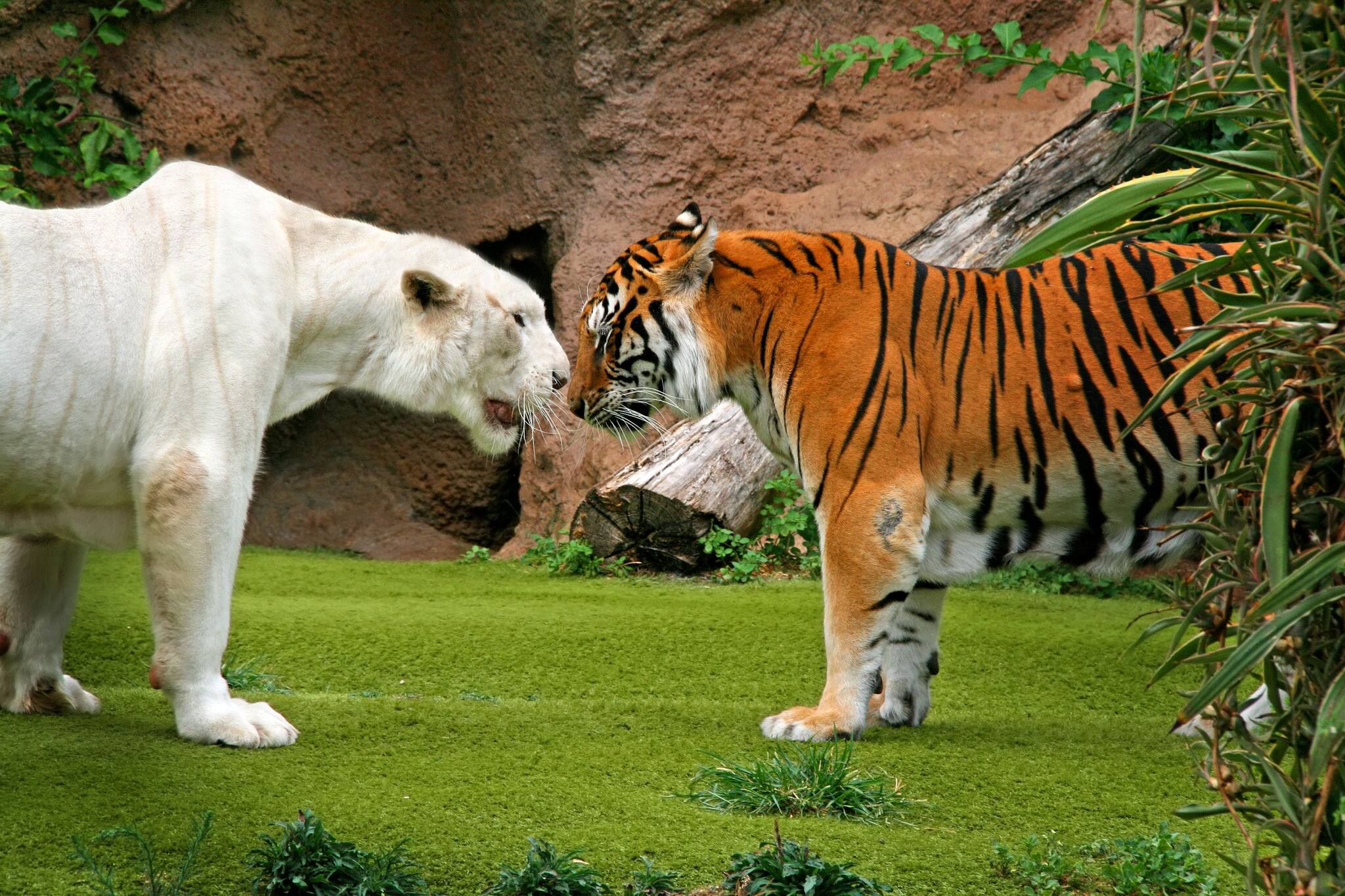 Angry albino male tiger growling at female tiger