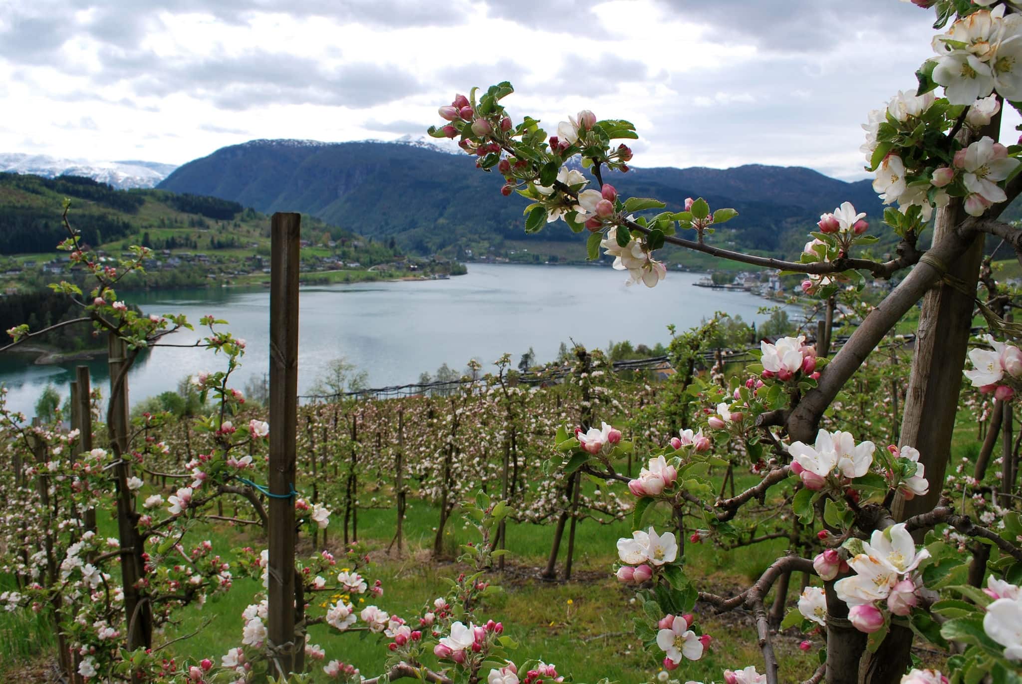 Norway fjord apple blossoms in spring full bloom Hardangerfjord in Ulvik