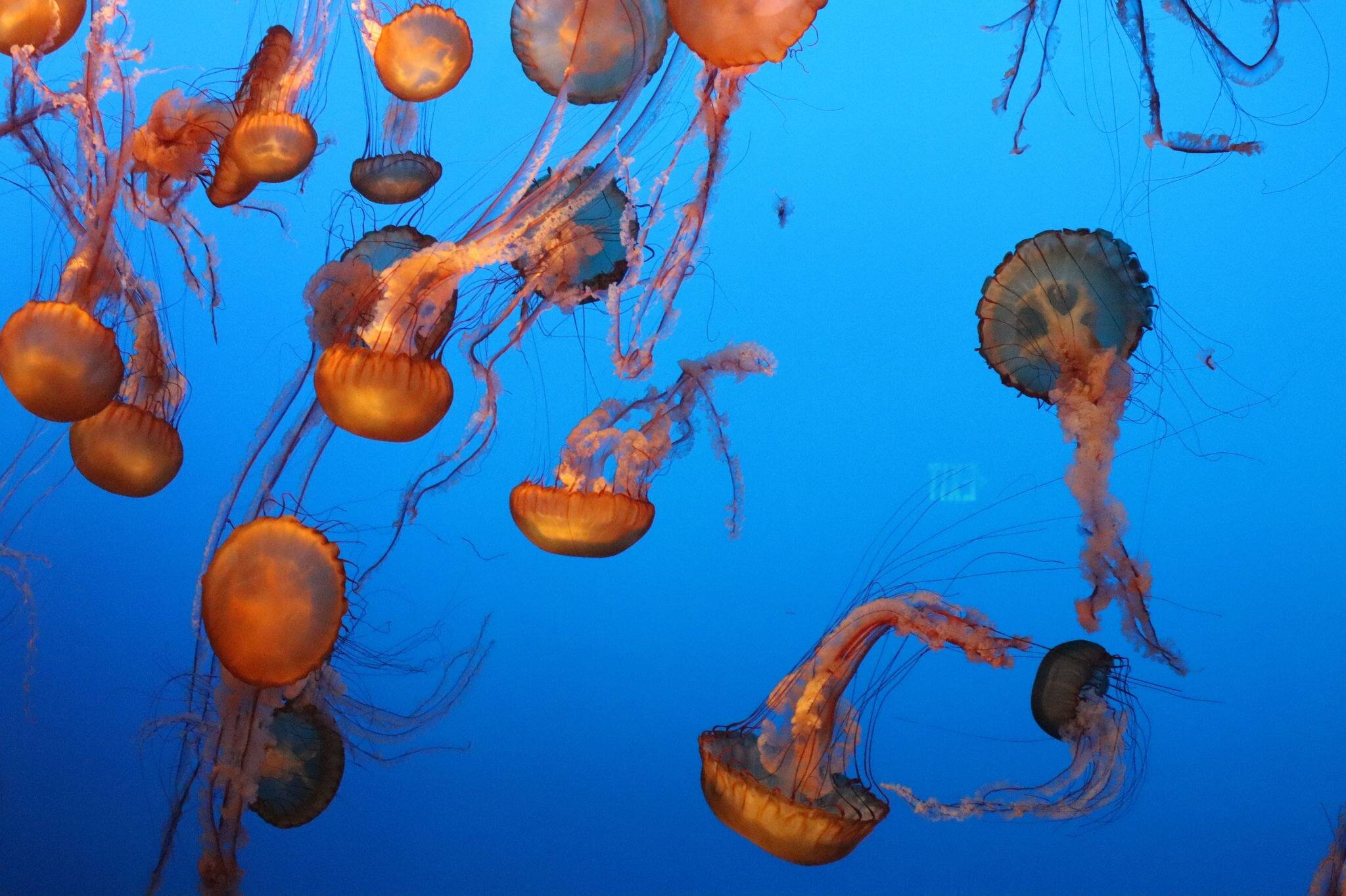 Lovely vibrant jellyfish in California’s renowned Monterey Bay aquarium. Array of jellyfish swimming in blue aquarium water.