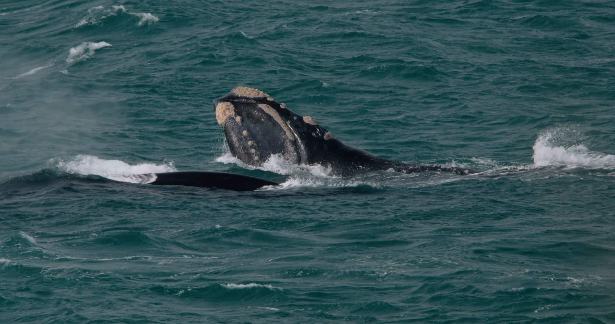 Southern right wale breaking the surface of the ocean off Portland, Australia.