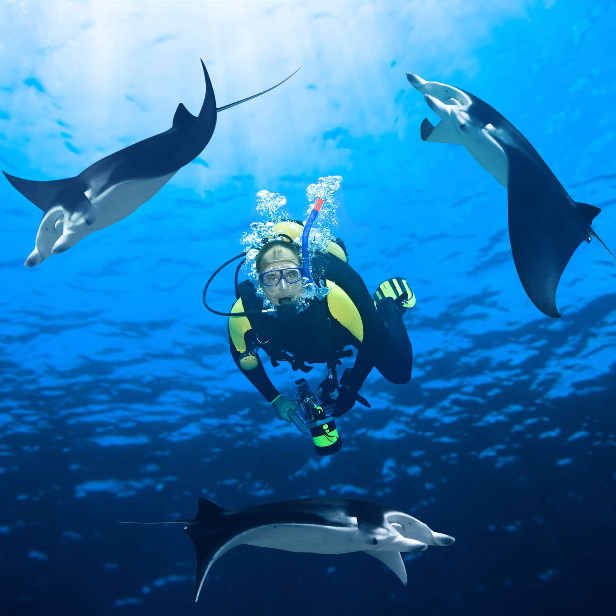 Diver and three manta ray around underwater.