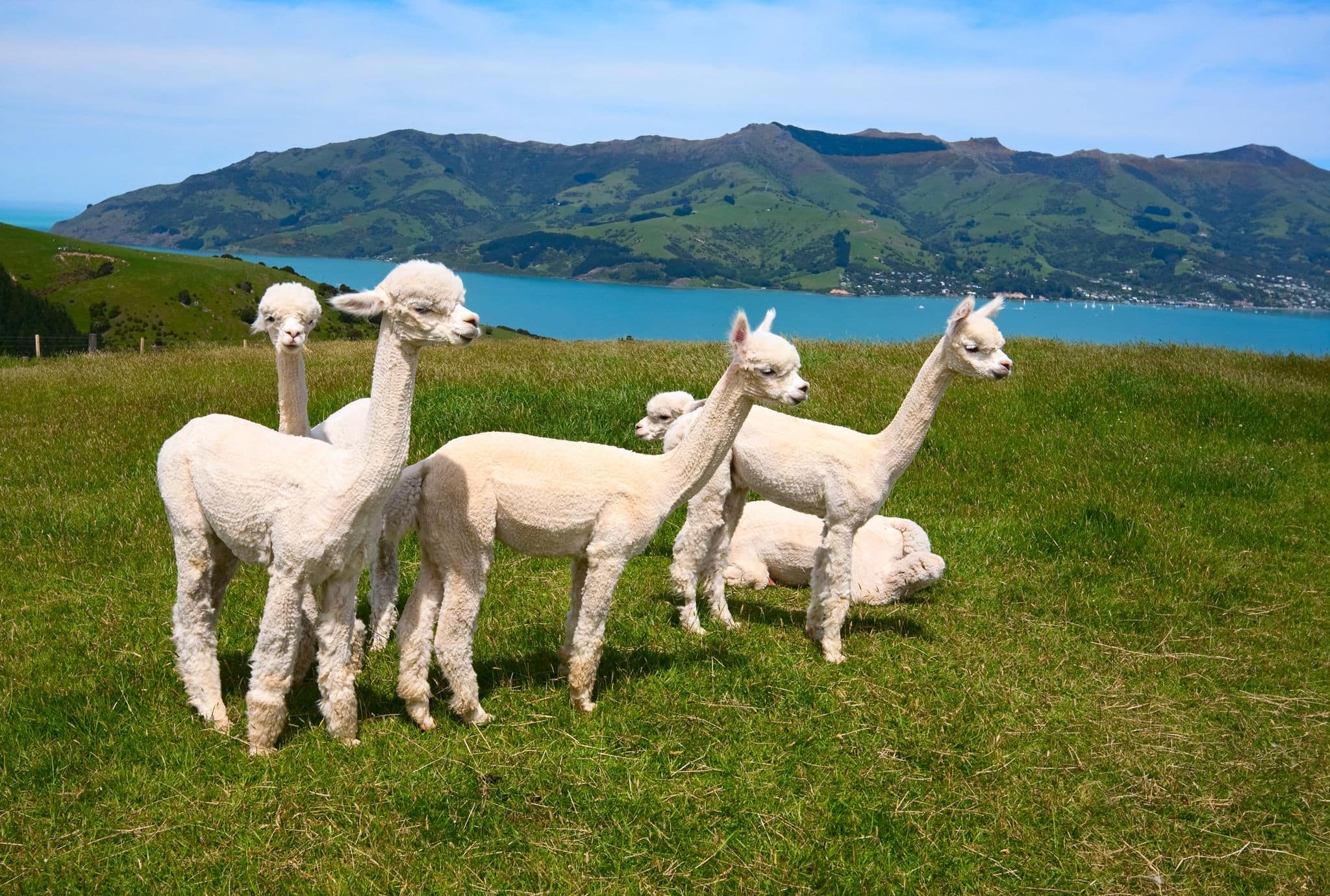 White alpakas are on backgrounds of fjord, South Island, New Zealand.
