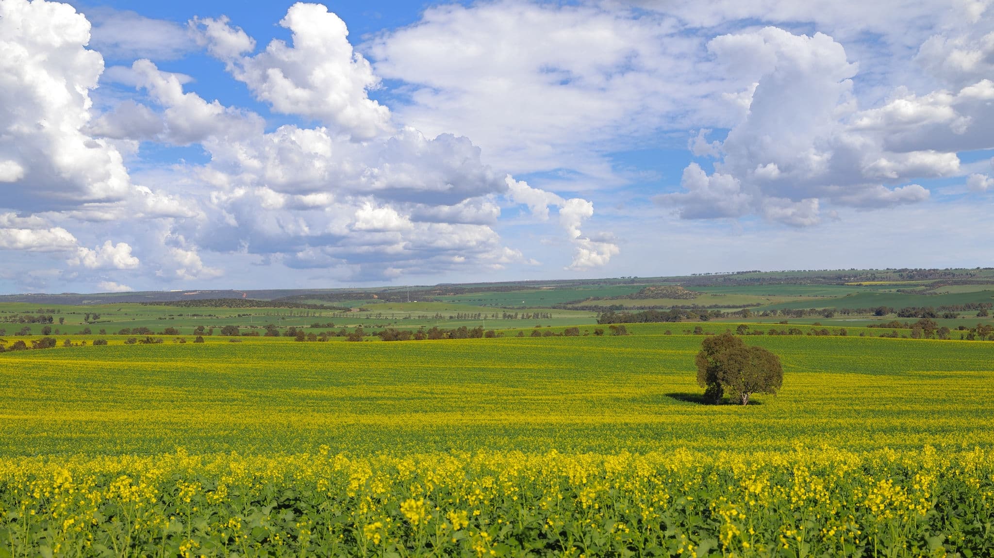 Stunning view across yellow canola fields in the Wheatbelt of Western Australia, Mid West region near Geraldton and Nabawa. Dramatic sky.