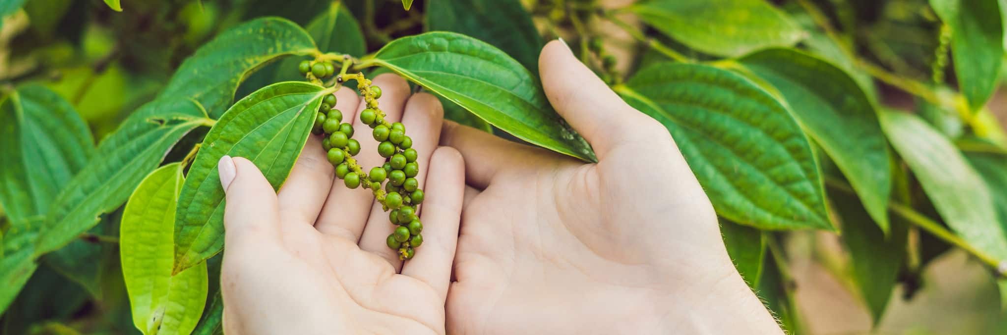 Young woman on a black pepper farm in Vietnam, Phu Quoc
