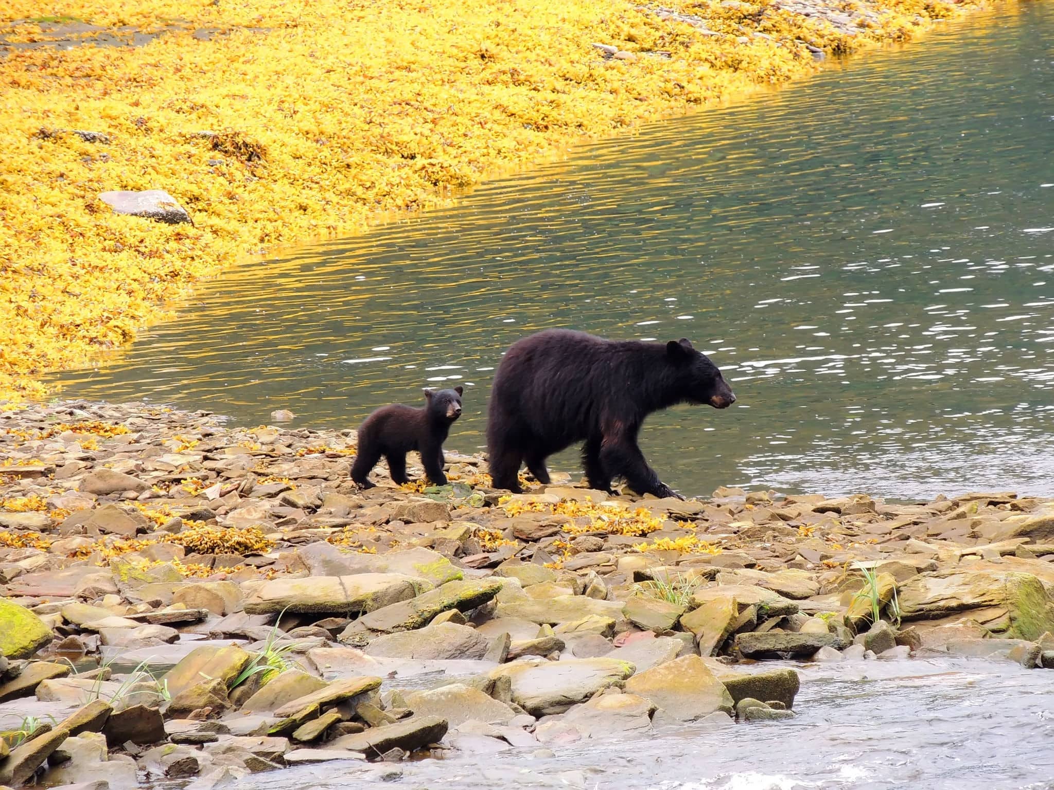 black bear cub and mother walking along a lake in summer in neets bay,  alaska, near ketchikan