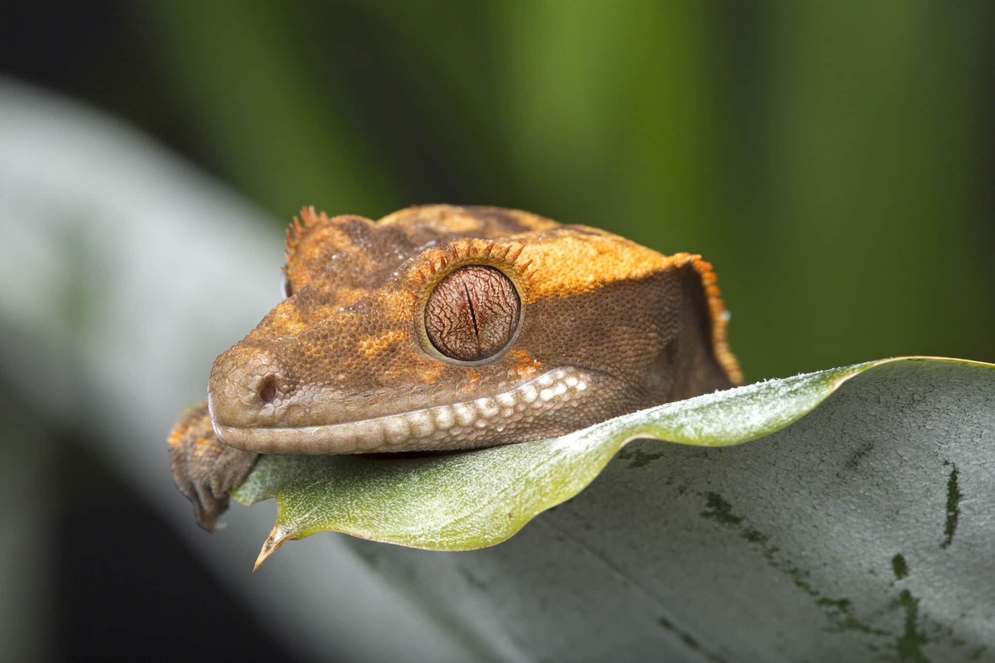 Peeking Crested Gecko