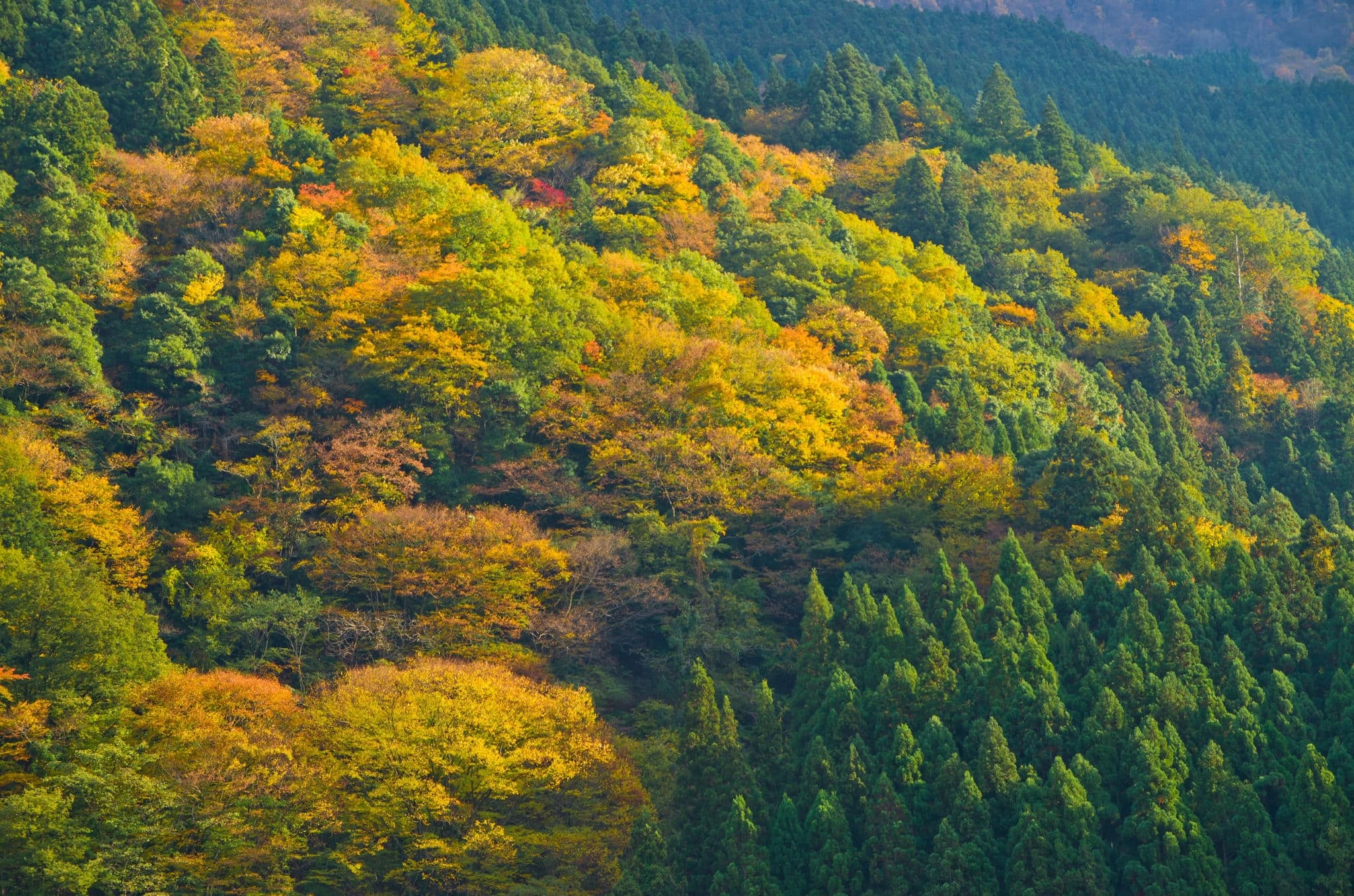 Autumn leaves in Iya Valley, Tokushima prefecture, Shikoku, Japan.