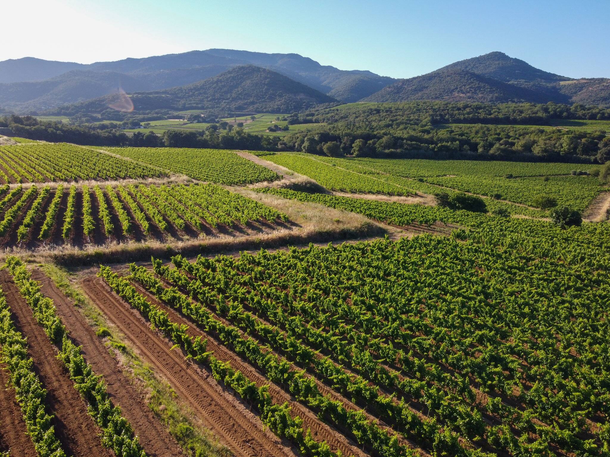 Wine making in  department Var in  Provence-Alpes-Cote d'Azur region of Southeastern France, vineyards in July with young green grapes near town Saint-Tropez, cotes de Provence wine, aerial view
