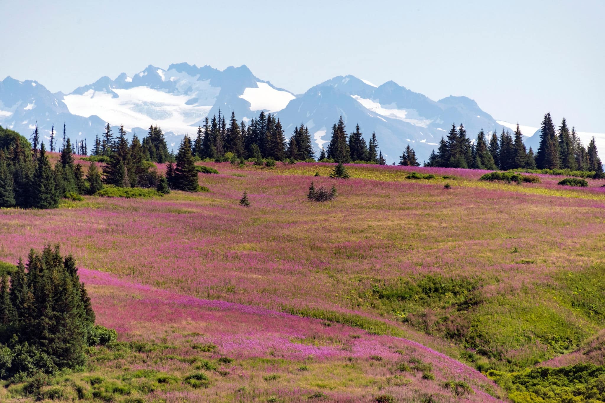 Alaska Fireweed in Homer, Alaska