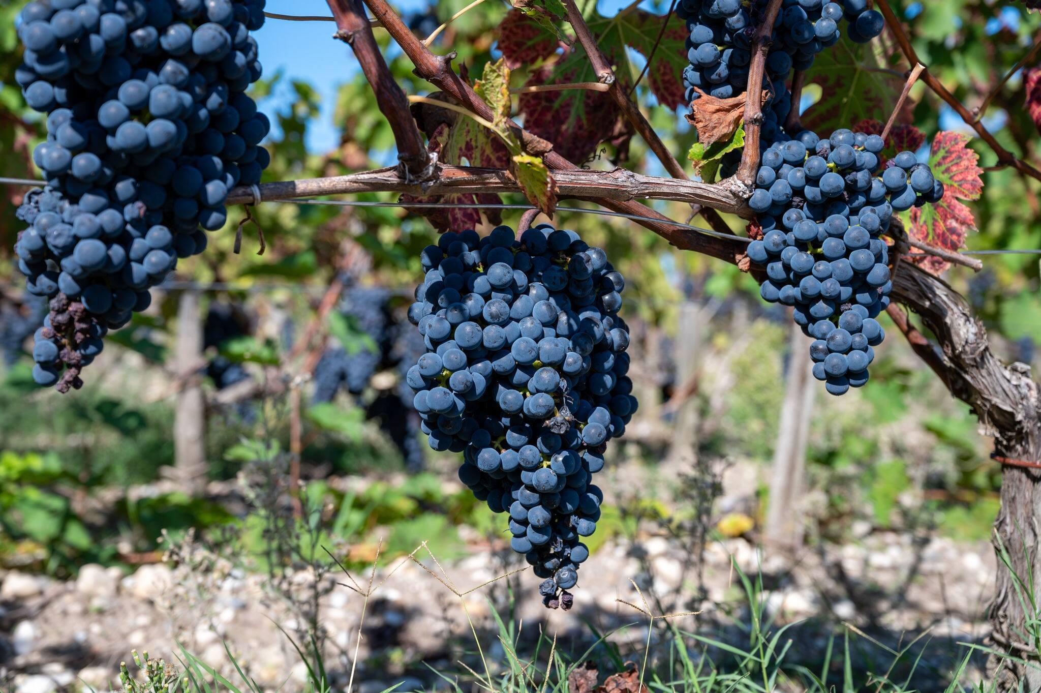 Vineyards in Pauillac village with rows of ripe red Cabernet Sauvignon grape variety of Haut-Medoc vineyards in Bordeaux, left bank of Gironde Estuary, France, ready to harvest