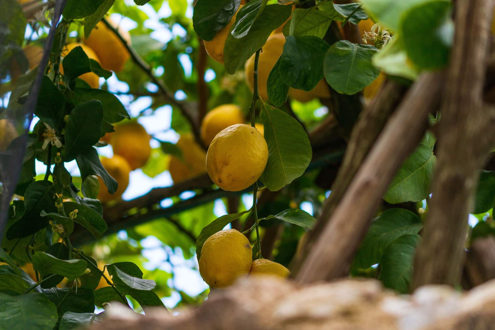 Panoramas and glimpses encountered along the lemon path, a walk that winds through the villages of Maiori and Minori on the Amalfi Coast