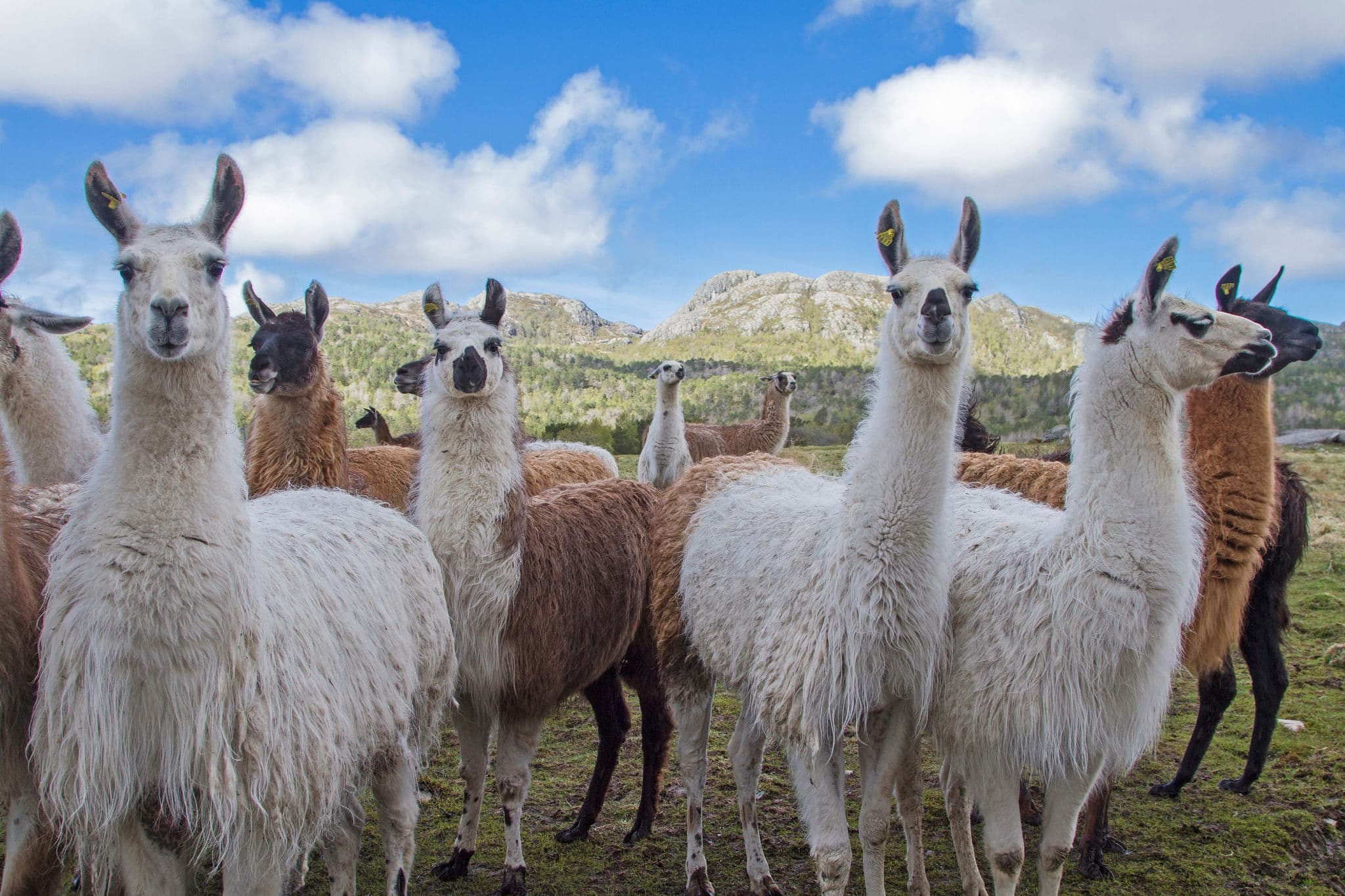 A group of lamas are grazing on a mountain meadow in the norwegian mountains