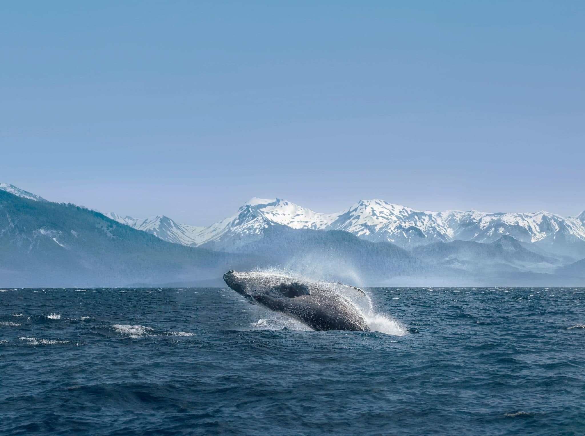 See whales in Alaska.