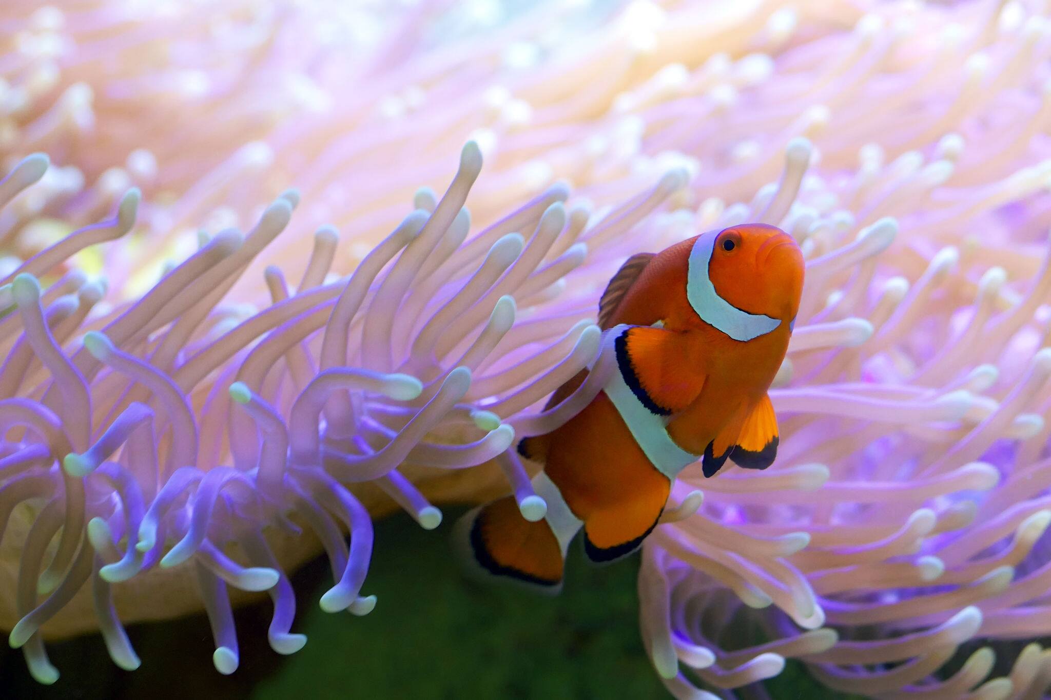 Clown fish hiding in colorful anemone