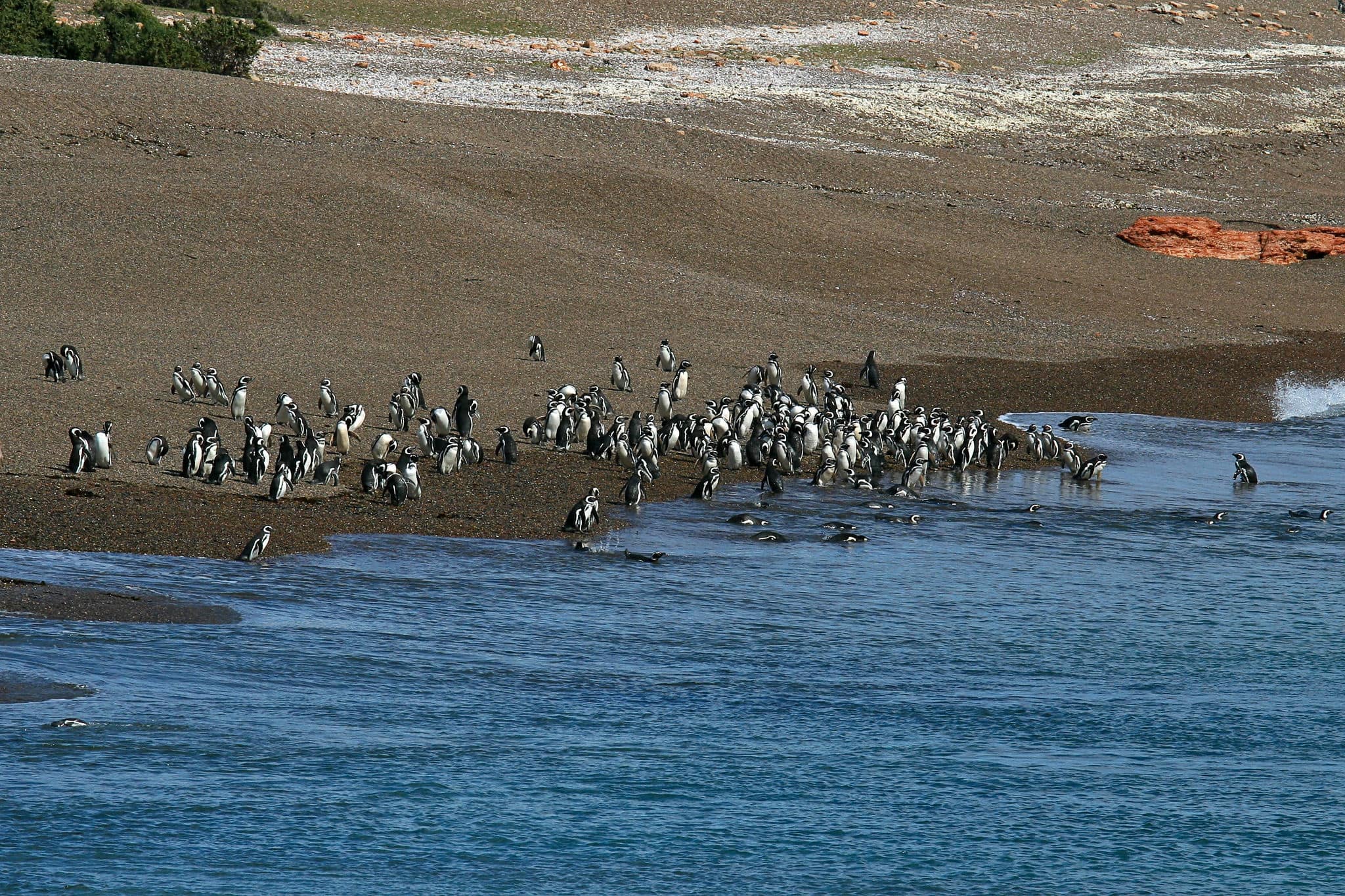 Magellanic Penguins