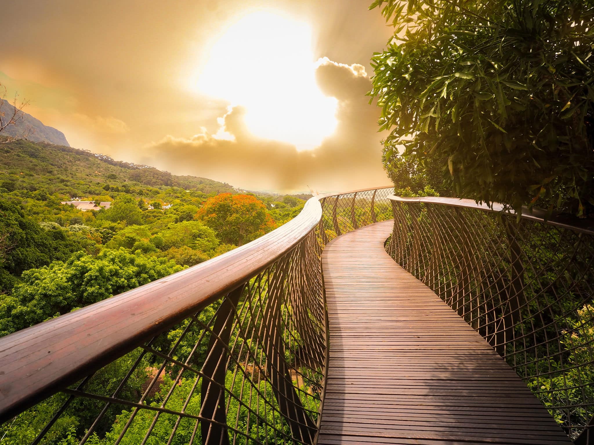 Tree Canopy Walkway (wooden bridge) in Kirstenbosch National Botanical Garden is acclaimed as one of the great botanic gardens of the world with gold light sky background, Cape Town, South Africa 