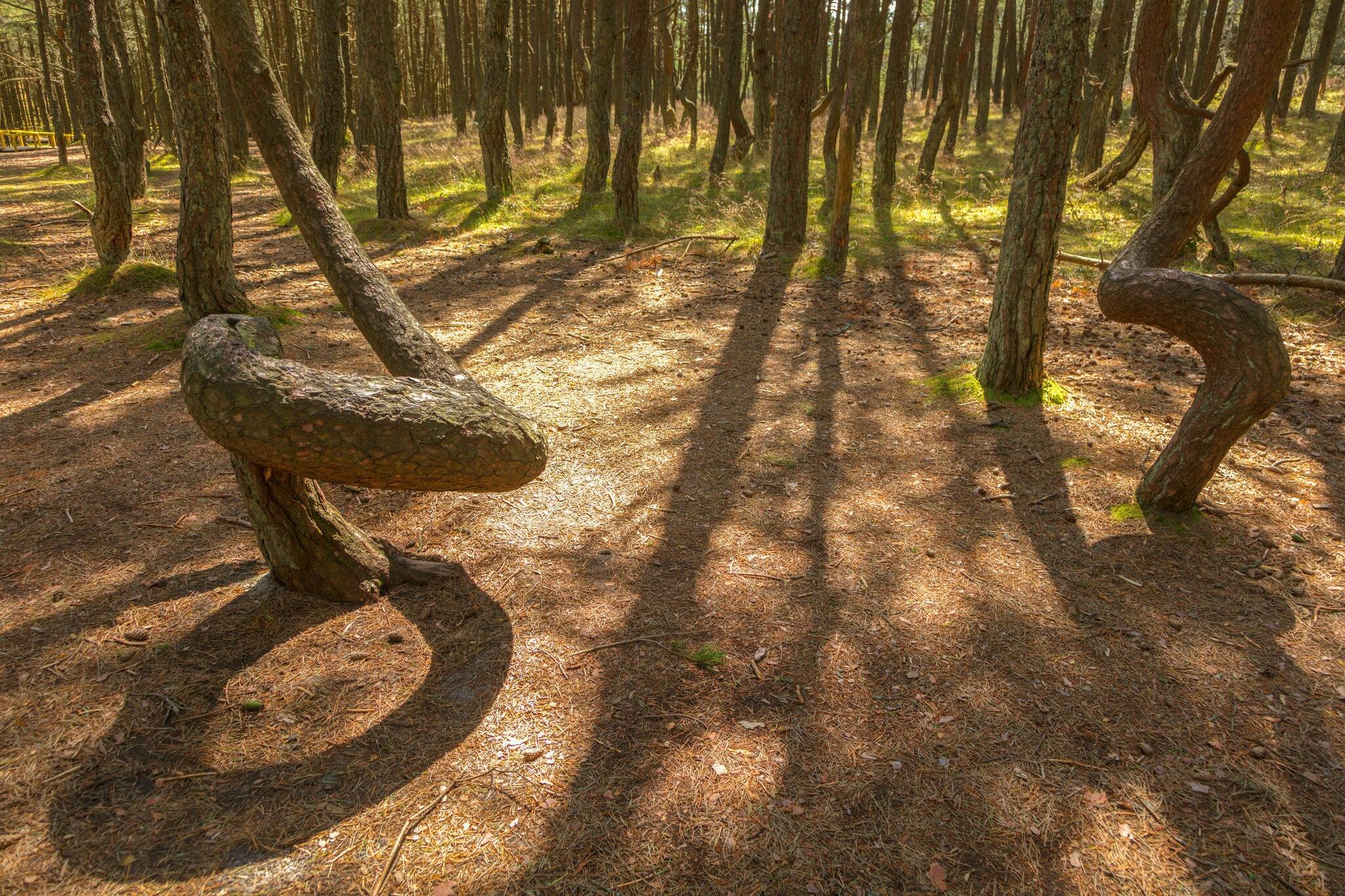 Dancing forest in Curonian Spit National Park. Zelenogradsk, Kaliningrad Oblast, Russia.