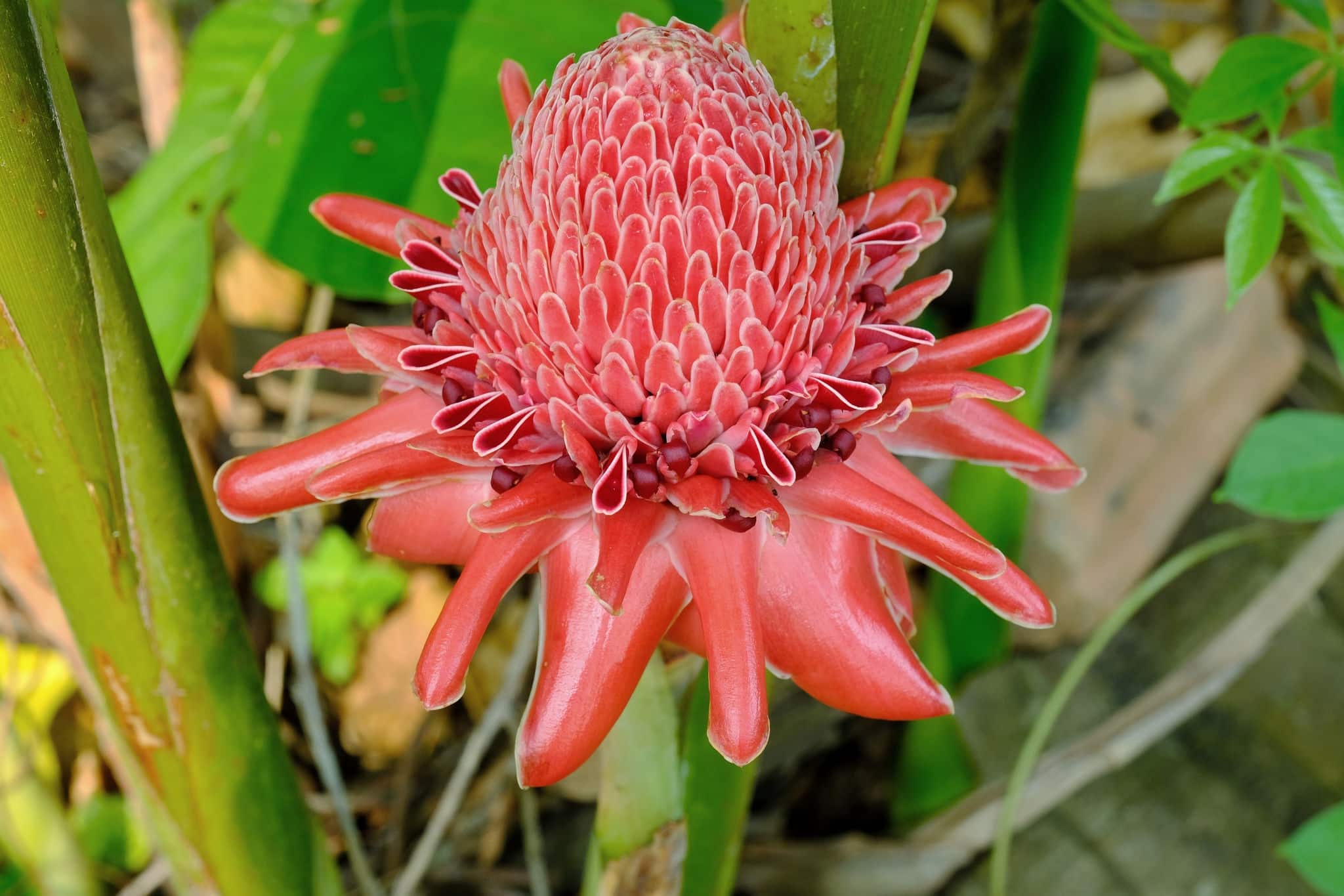 Torch ginger - Etlingera eliator,