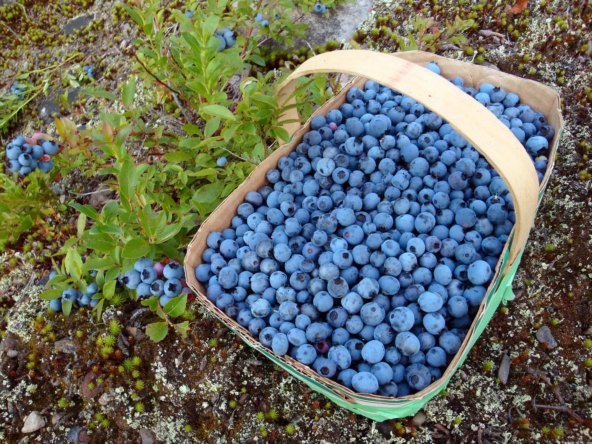 wild blueberries