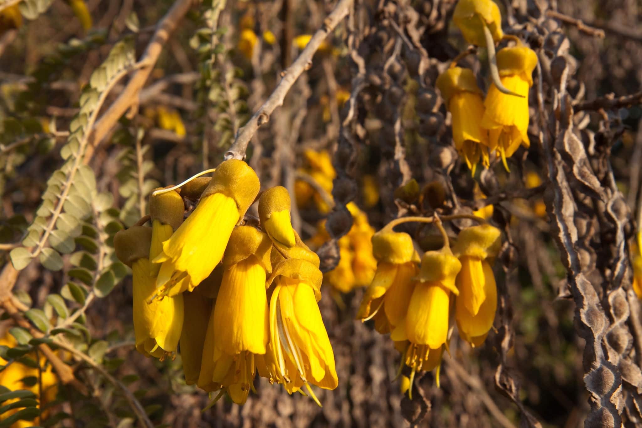 Backyard kowhai tree, Gisborne, New Zealand 